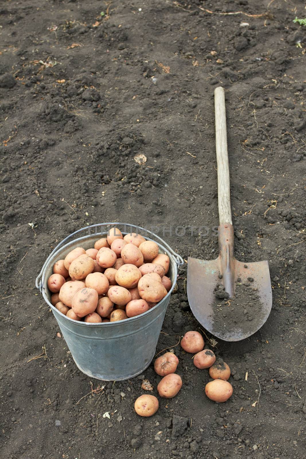 bucket of potato on the field