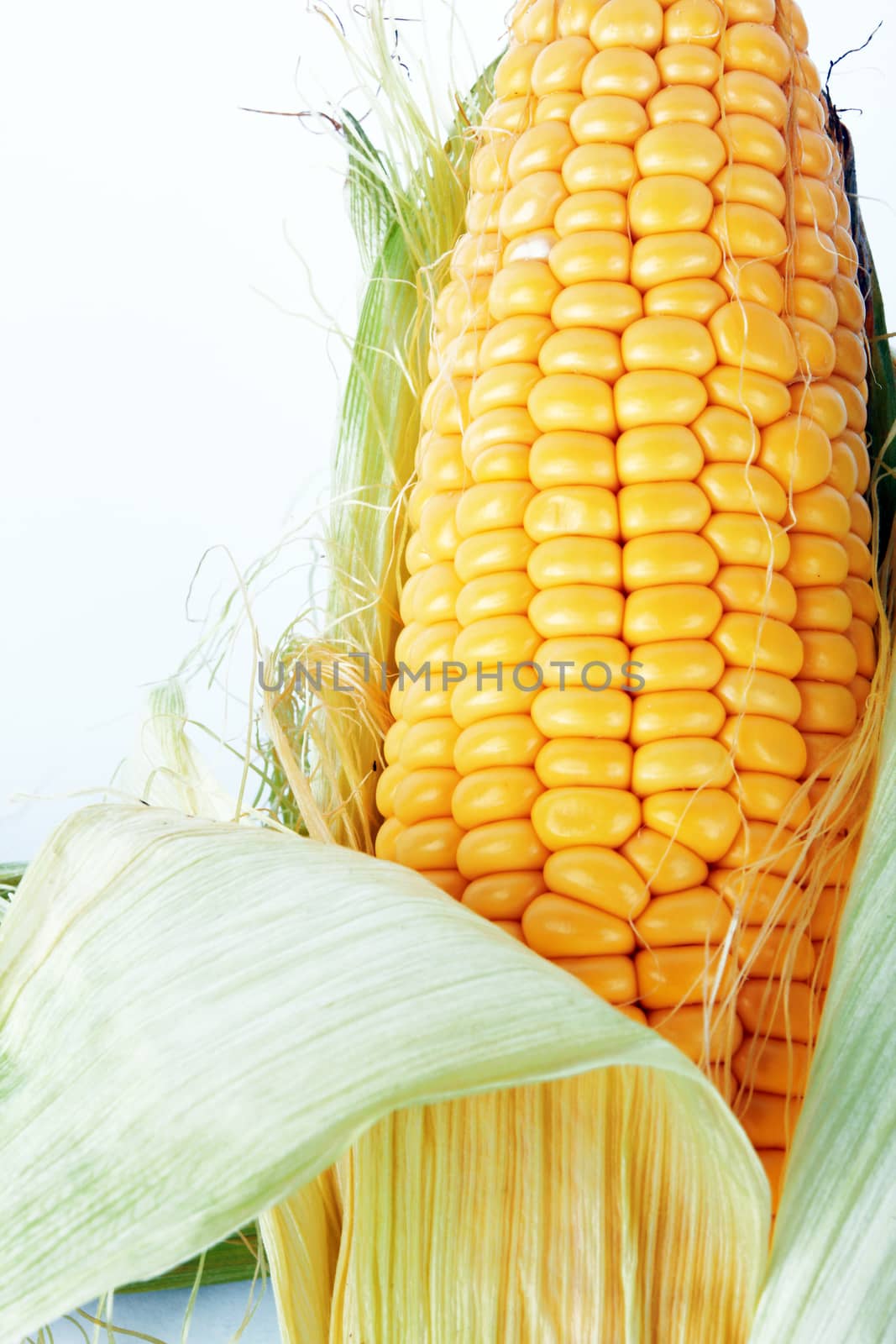 fresh corn vegetable with green leaves closeup 