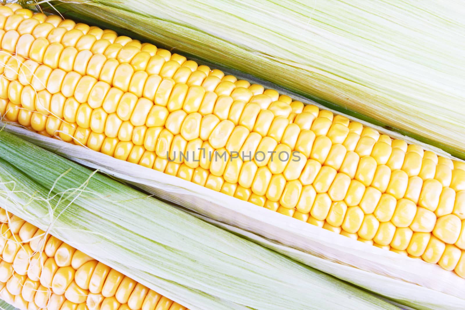 fresh corn vegetable with green leaves closeup