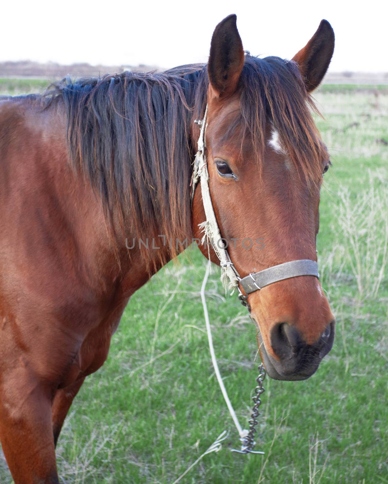 the horse is grazed on a meadow in the village