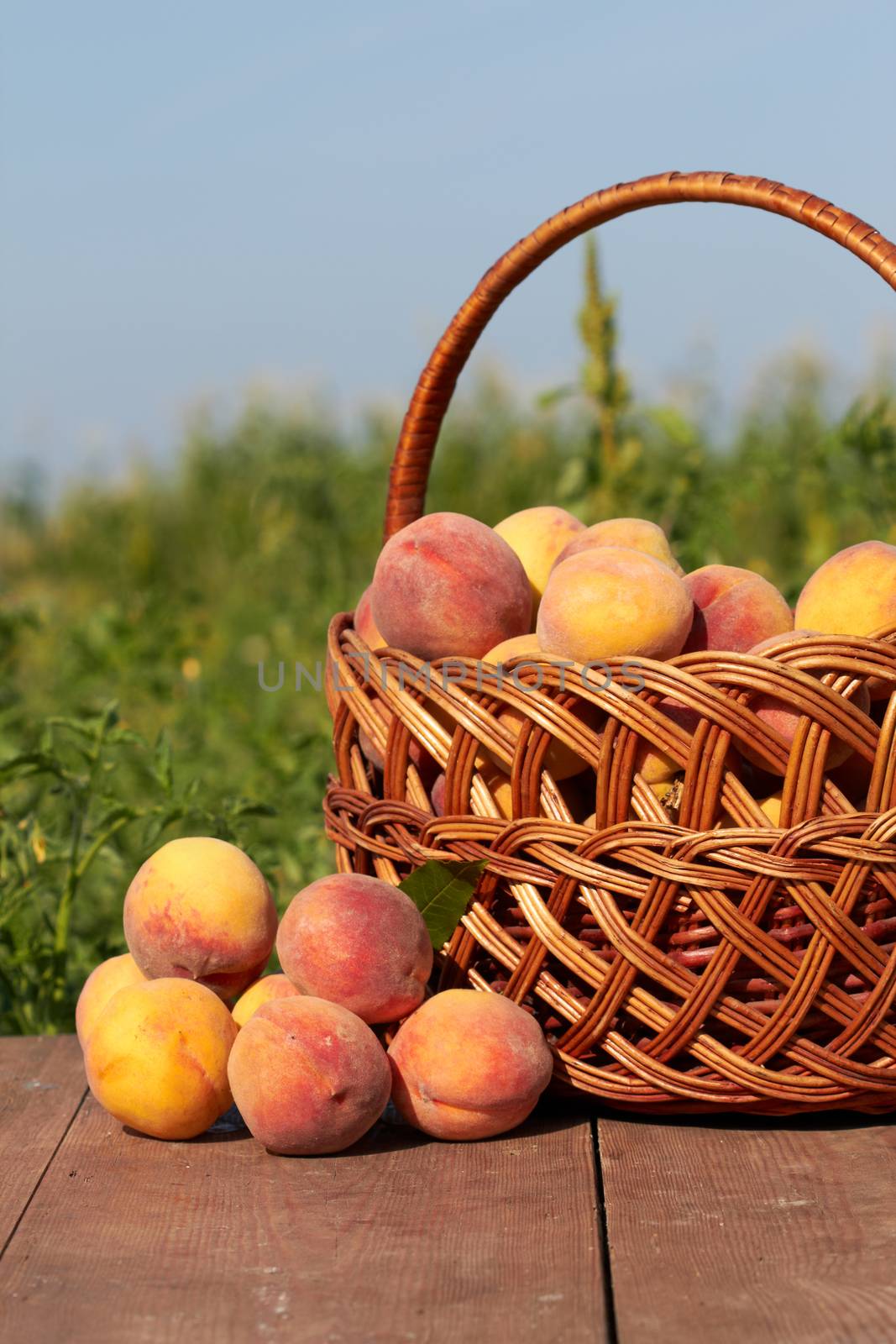 wicker basket full of fresh peaches