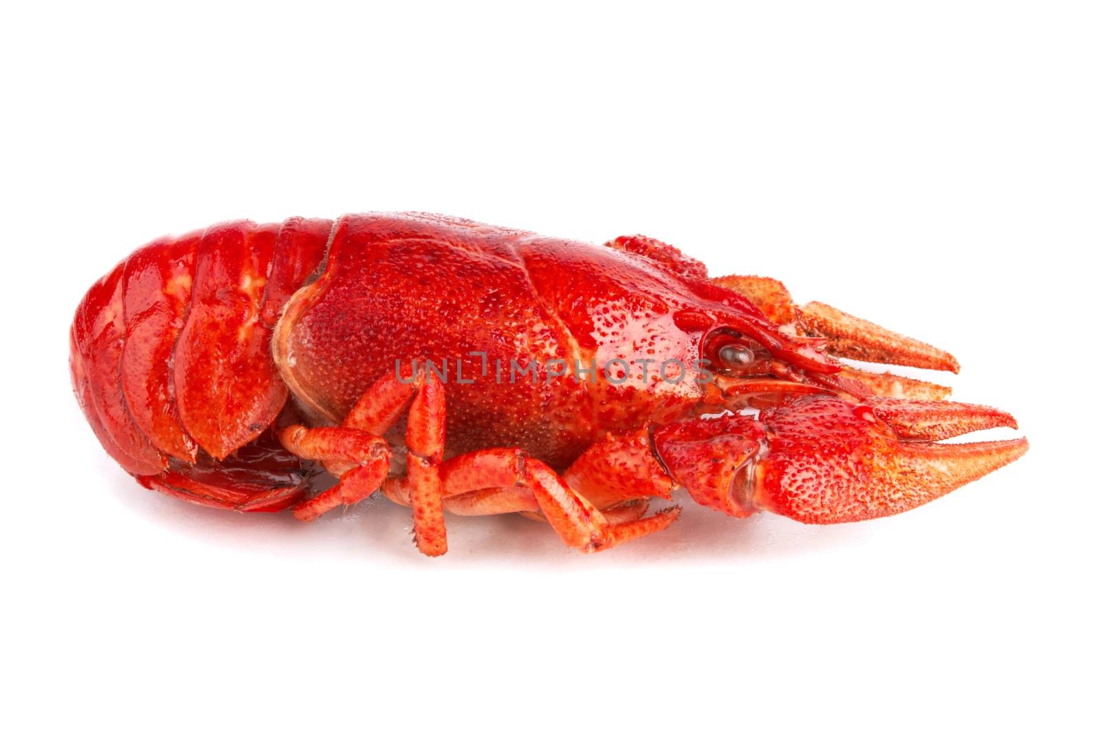 Red crayfish in front of white background 