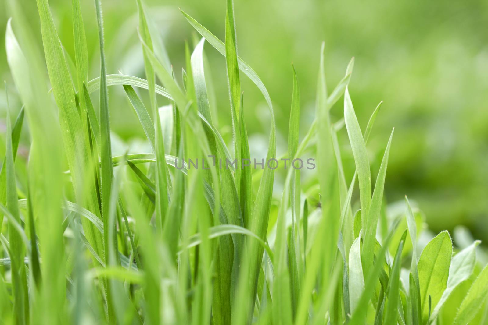 green grass  by pioneer111