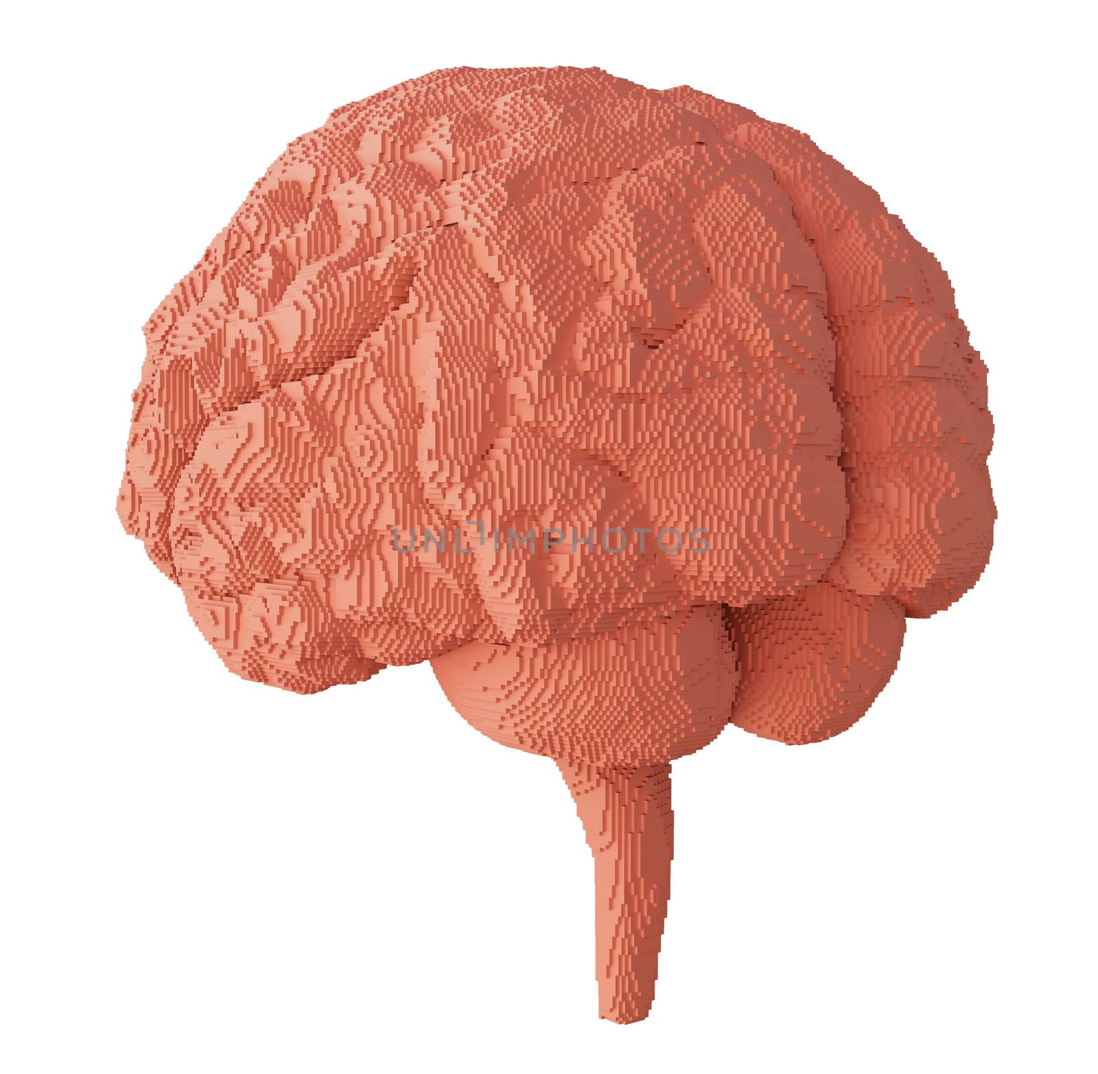 3d rendered brain isolated on white background. 3D illustration