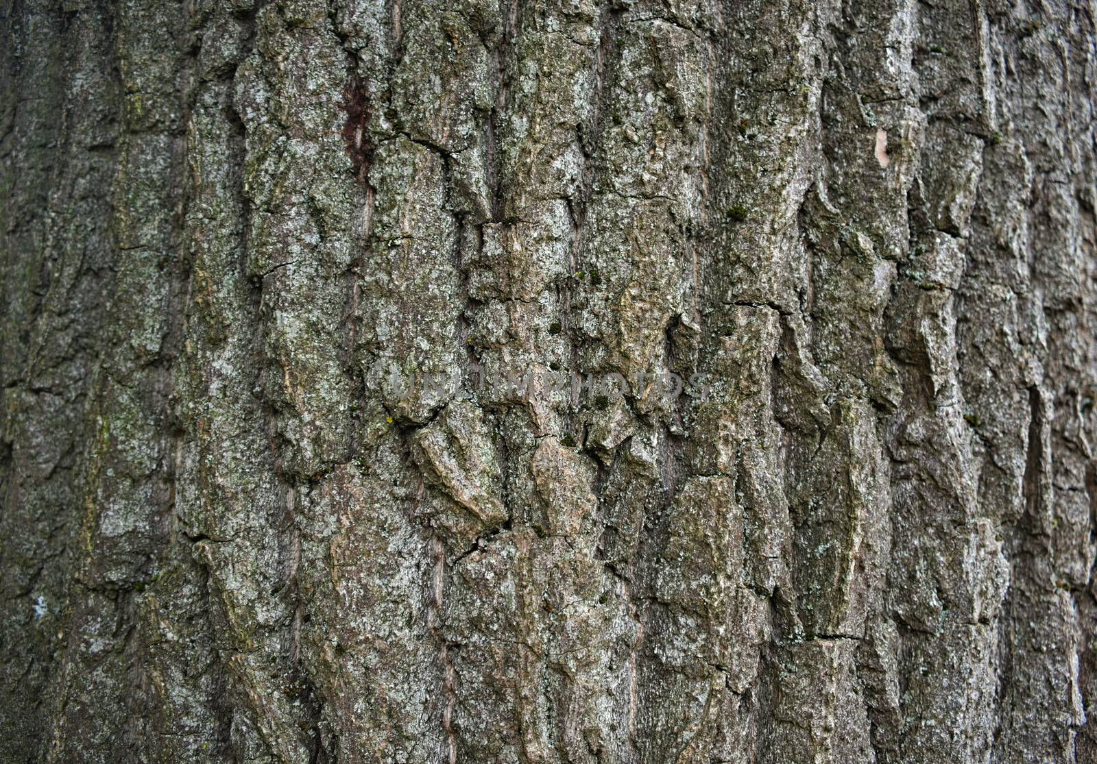 Big tree bark, close up view by sheriffkule