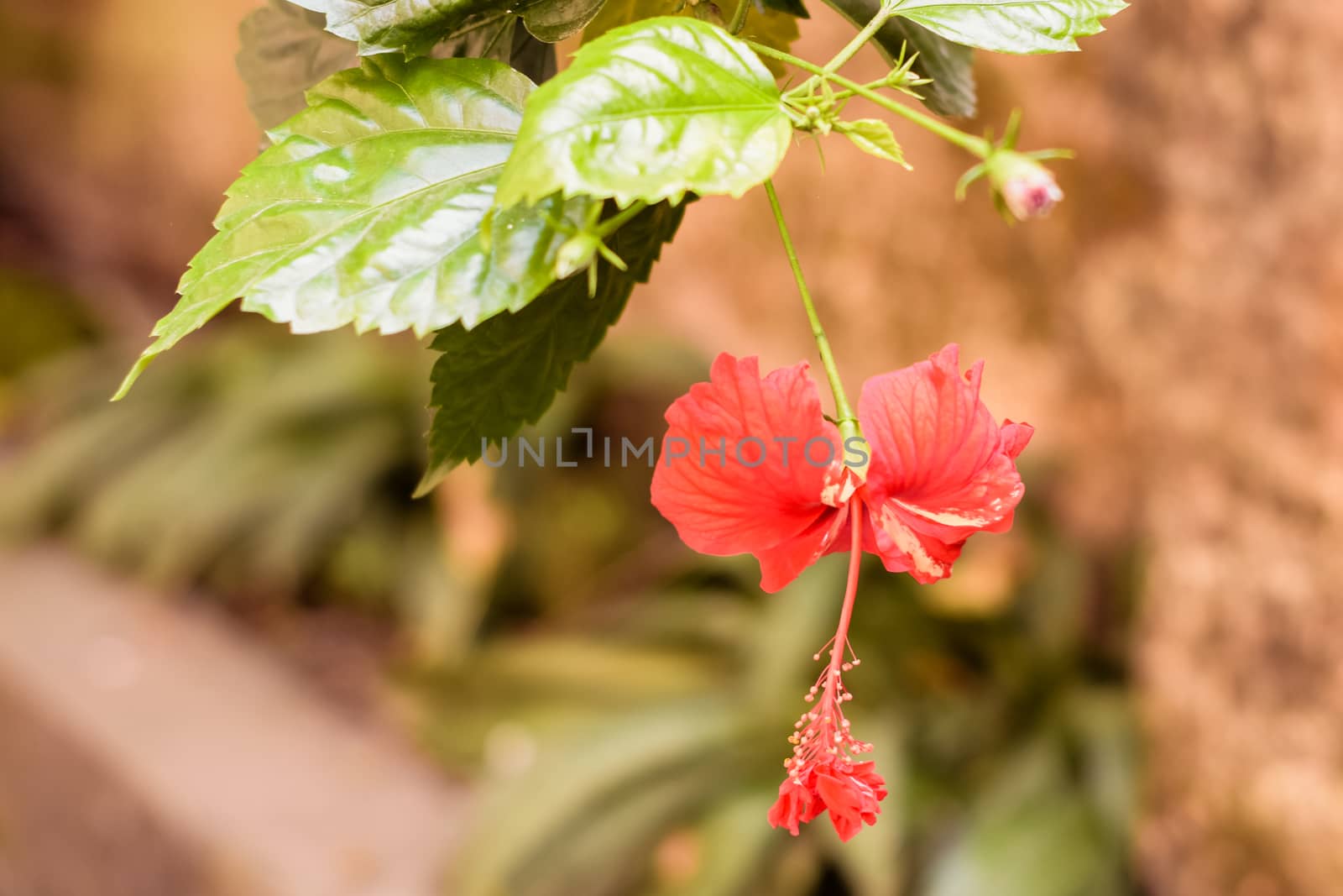 One Chaba flower (Hibiscus rosa-sinensis) chinese rose, red color, hanging downward, blooming in morning sunlight in isolated background. Vintage film look, With copy space room for text on left side. by sudiptabhowmick