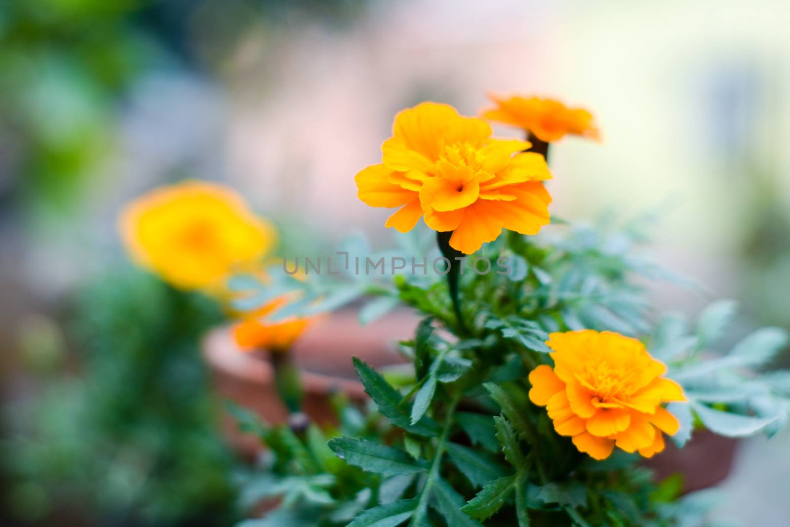 Close up of beautiful yellow marigold flower with green leaves in sunlight. Tagetes is a genus or perennial, a herbaceous plants of sunflower family. Blooms naturally in golden, orange, yellow.