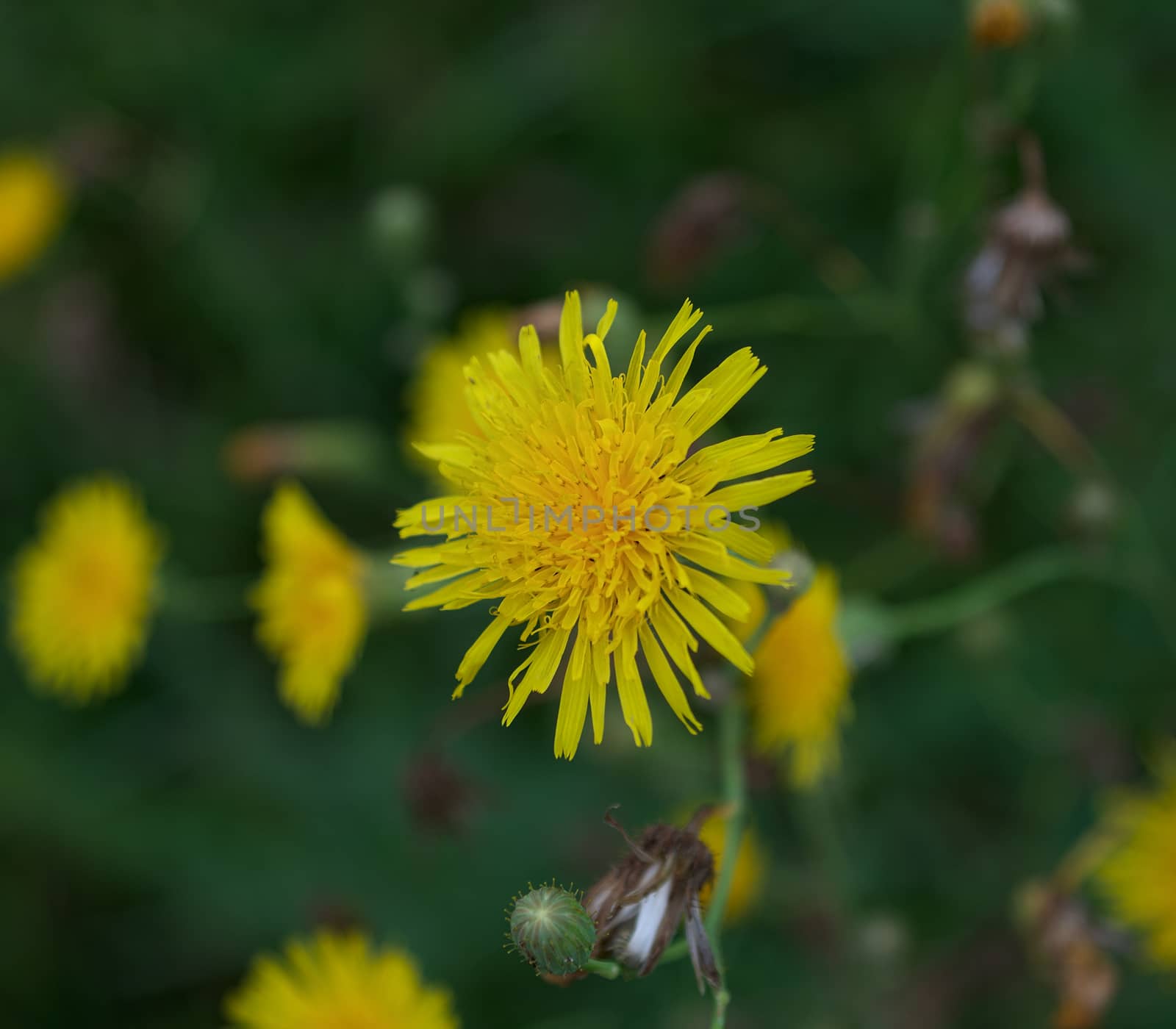 Wild plant blooming with yellow flowers, close up