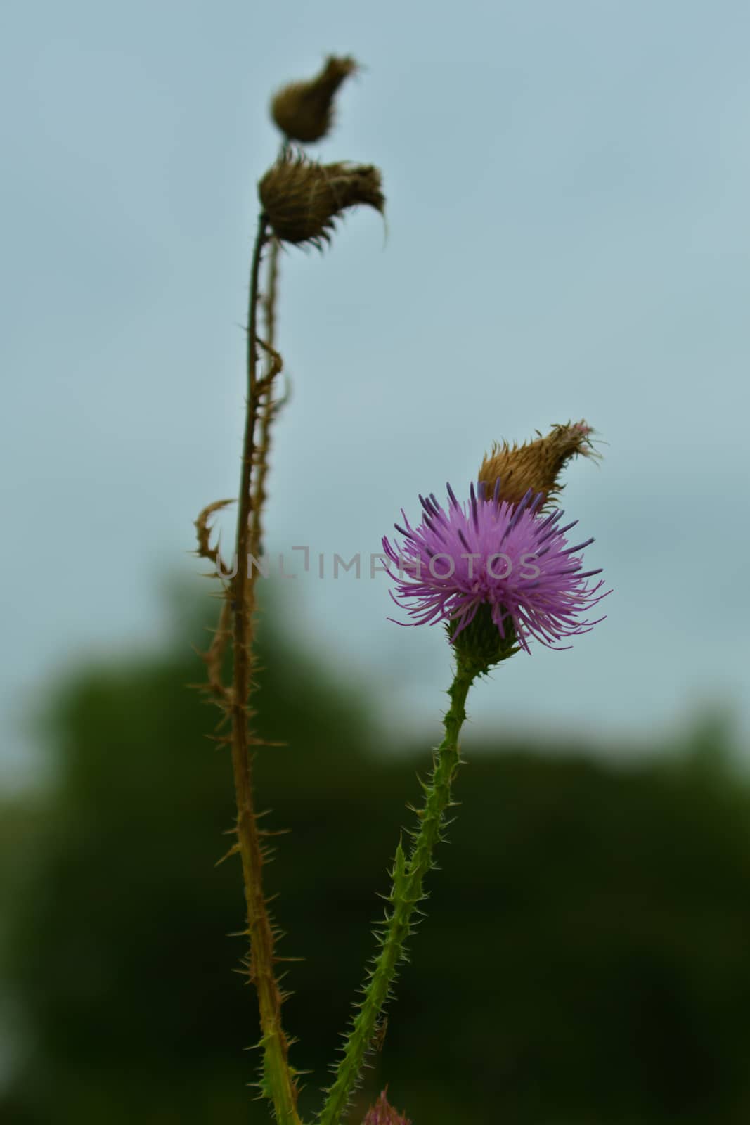 Purple knapweed Flower with one branch flowering while second branch is dry by sheriffkule