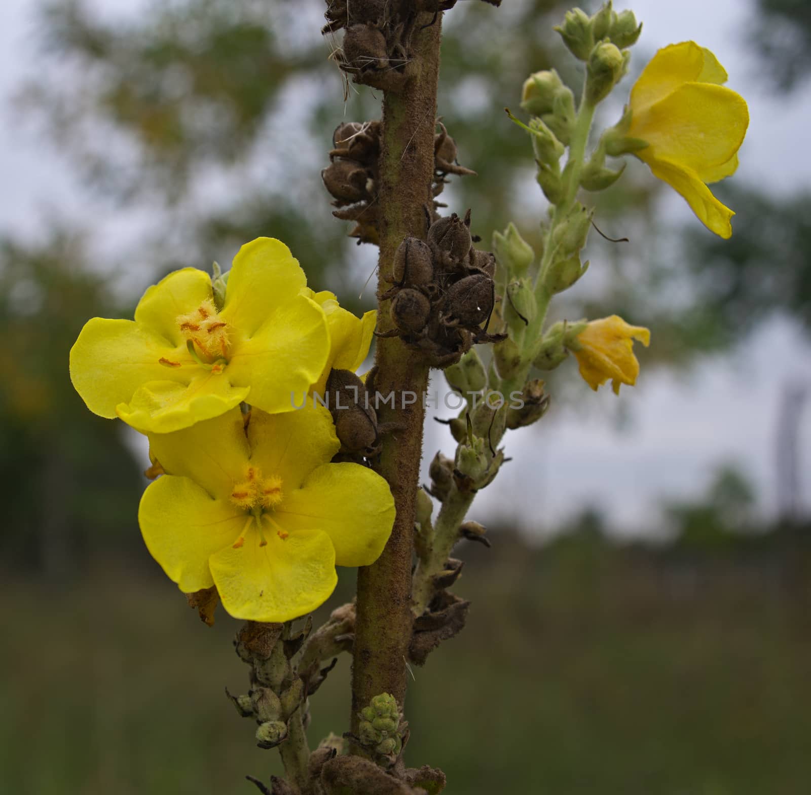 Wild plant blooming with yellow flowers, close up by sheriffkule