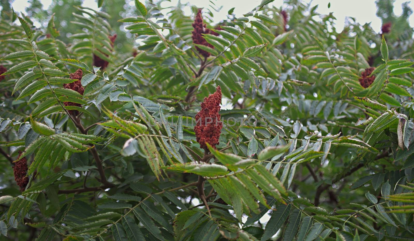 Top of staghorn sumac tree with big red flower