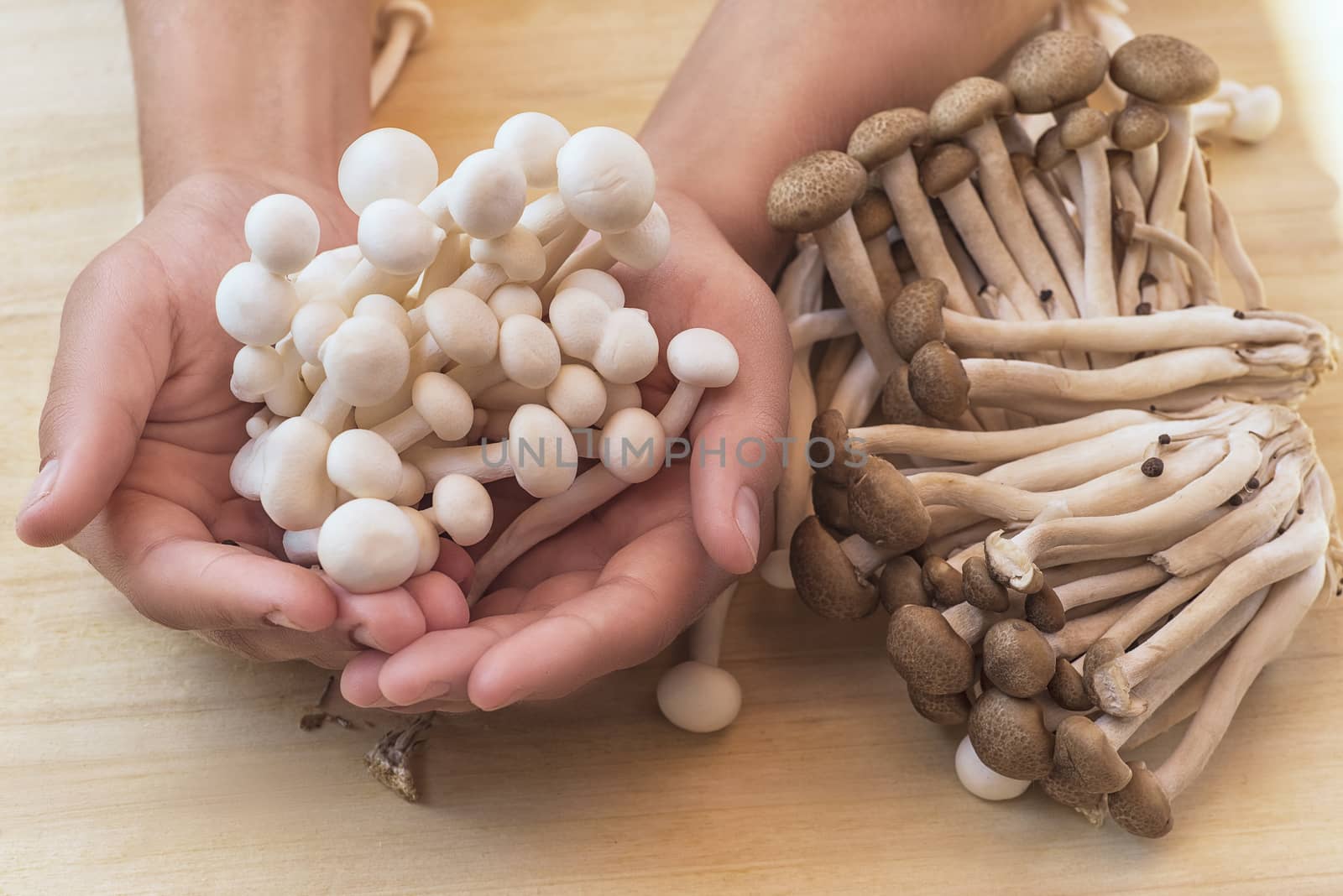 White beech mushrooms or Shimeji mushroom on white background.White small mushrooms in hands. Small white and brown mushrooms on the table.