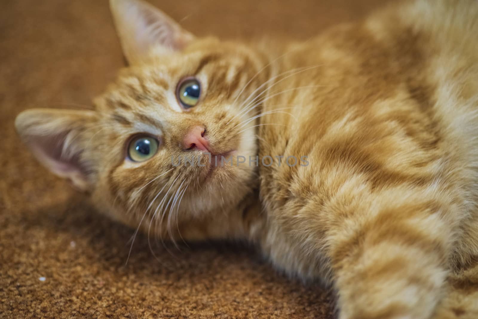 Red beautiful cat lies on the red carpet. Red cat with beautiful red eyes. by nkooume