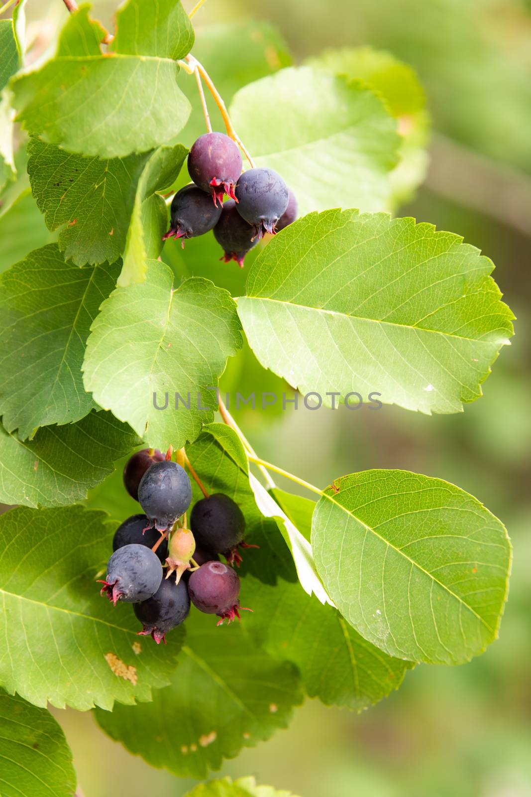 mespilus berries on a branch with green leaves a close up