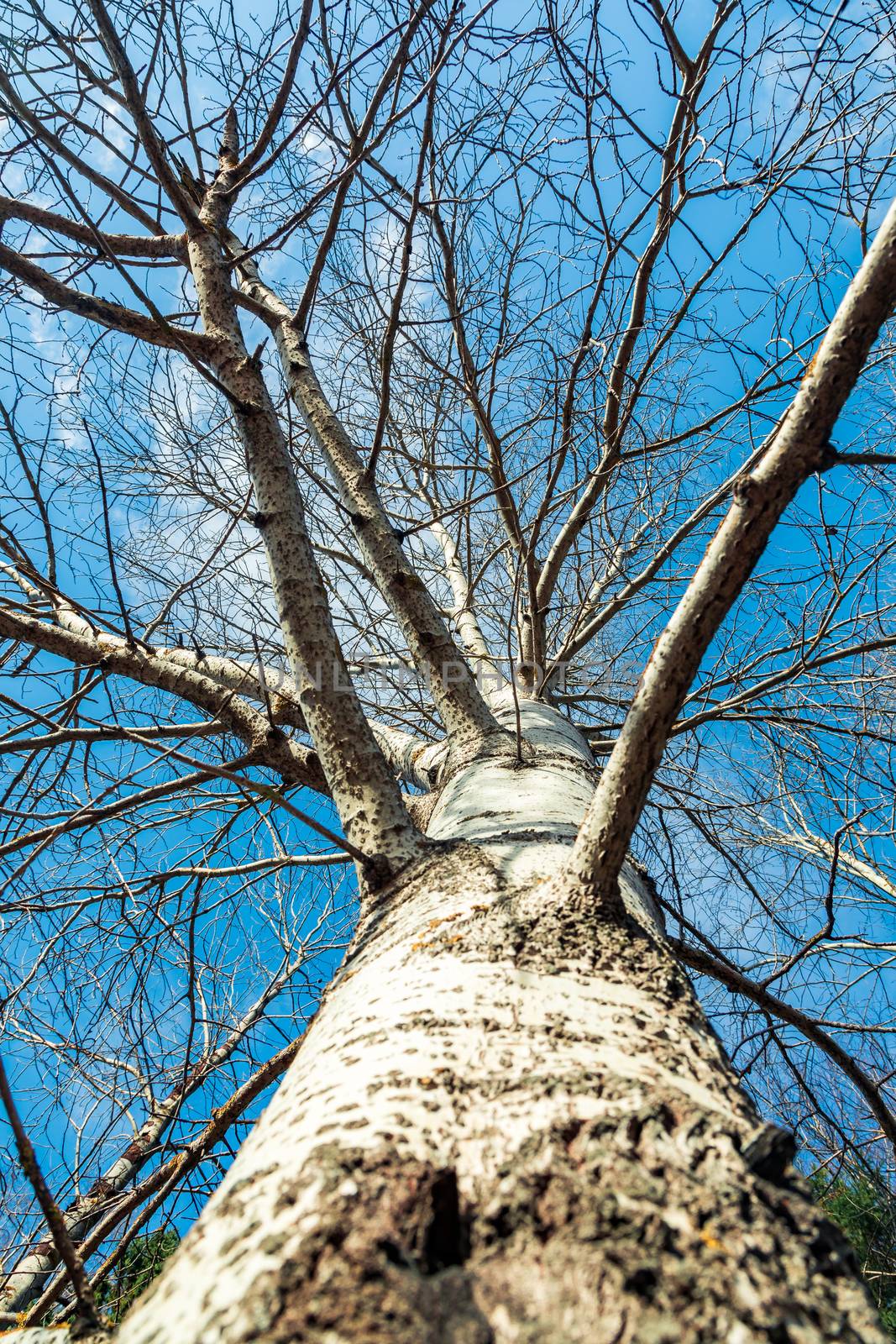 tree branches without leaves against the background of the sky