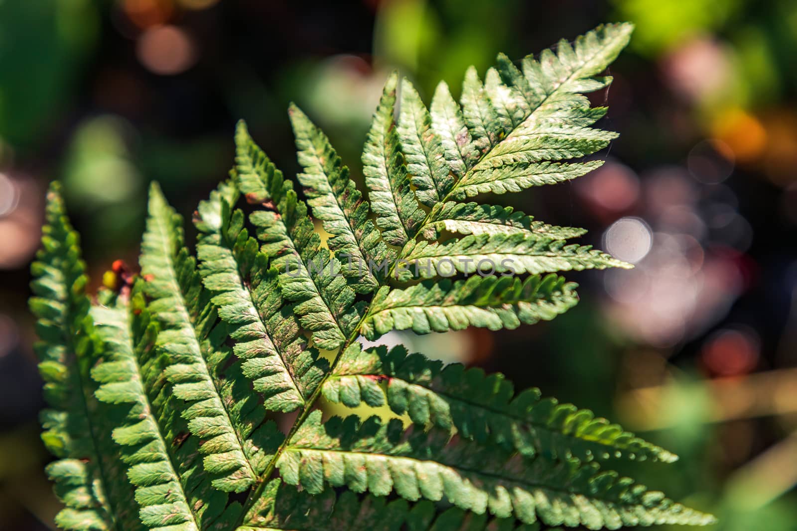 Green leaf of a fern by sveter