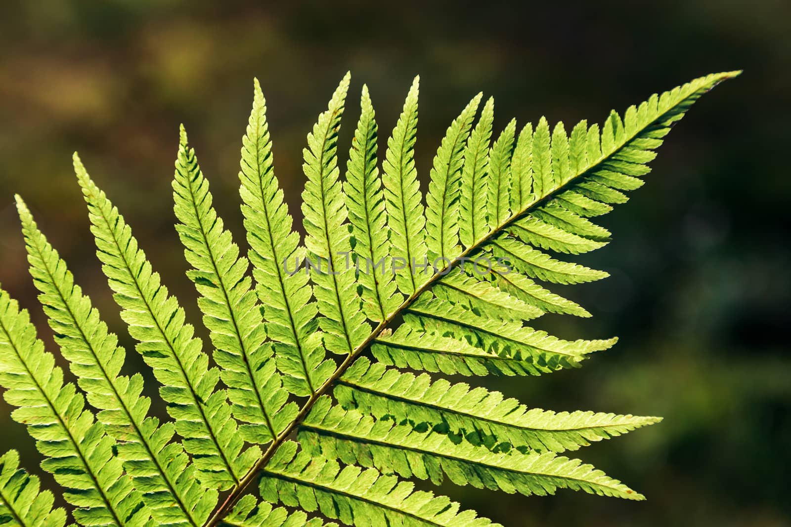 Green leaf of a fern close up