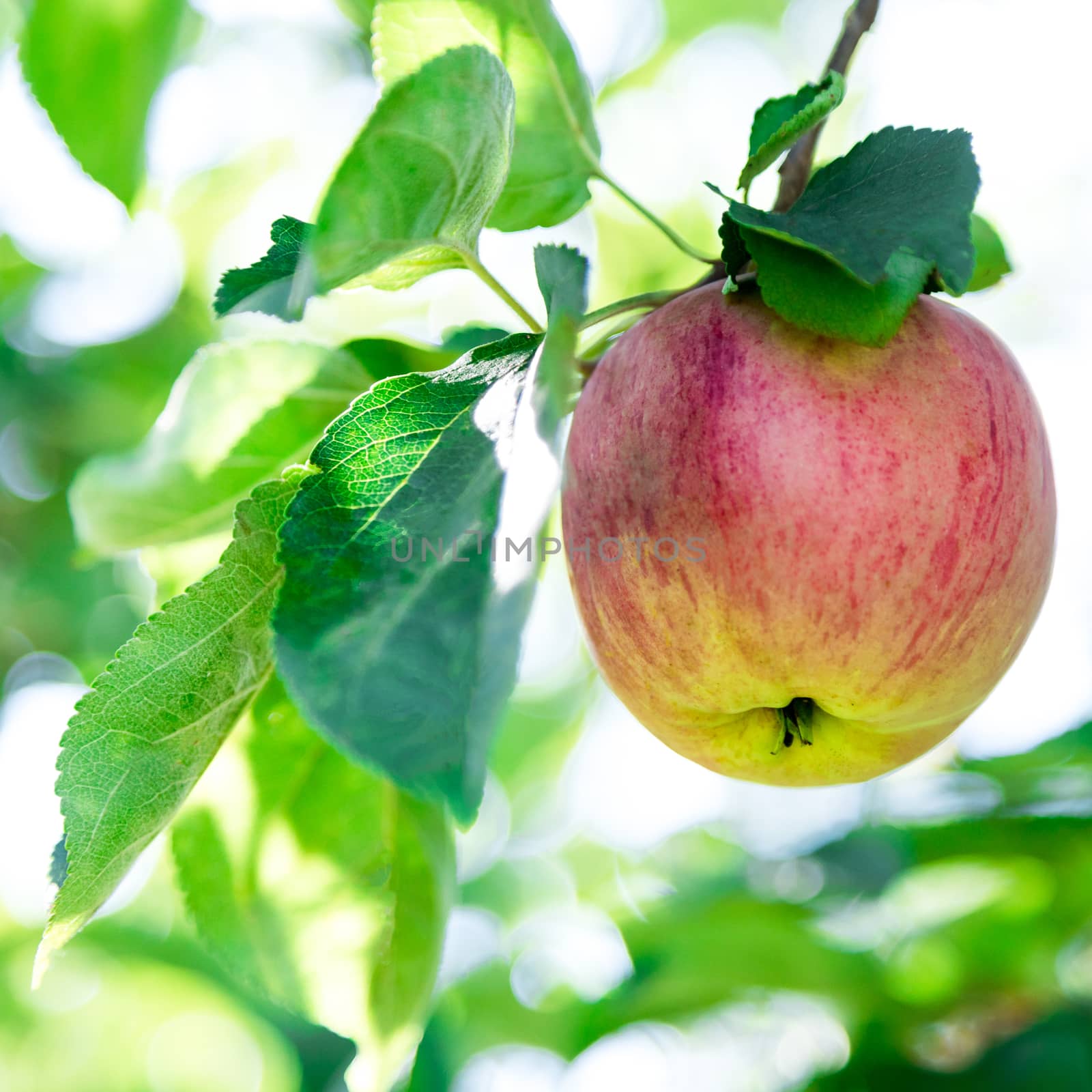 mature apple on a branch with green leaves