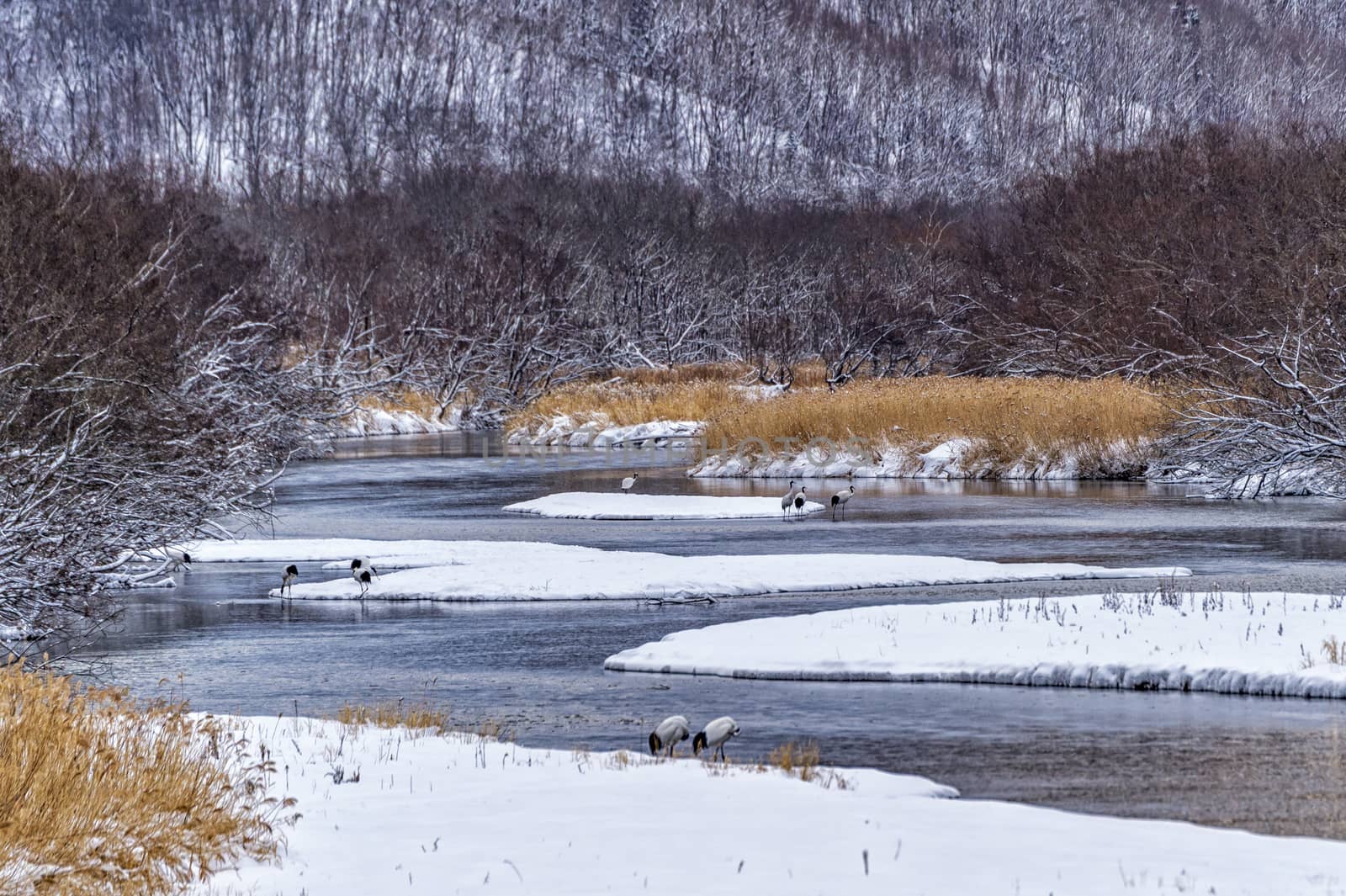 The Red-crowned Crane in Tsurui Ito Tancho Crane Senctuary of Hokkaido, Japan.