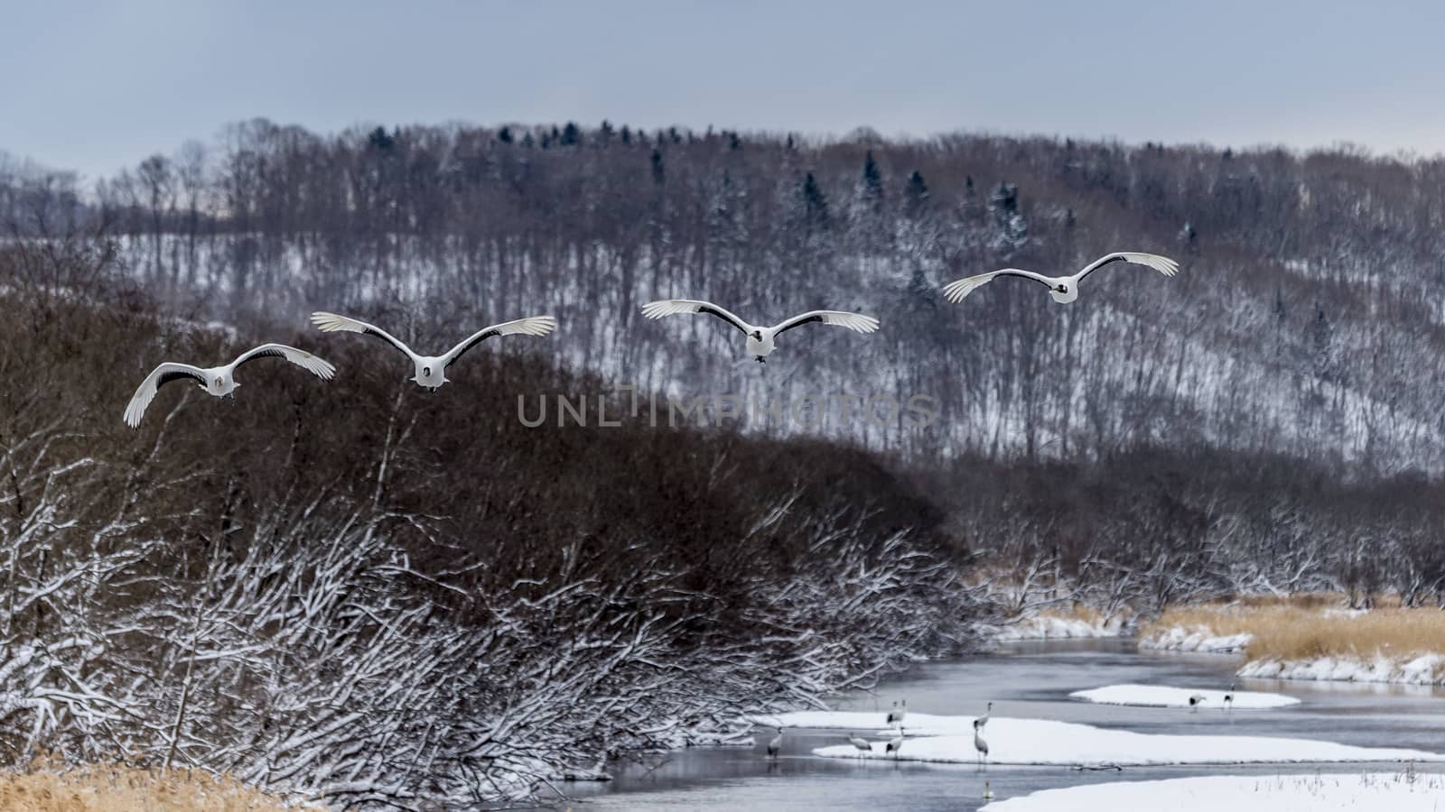 The Red-crowned Crane by JasonYU