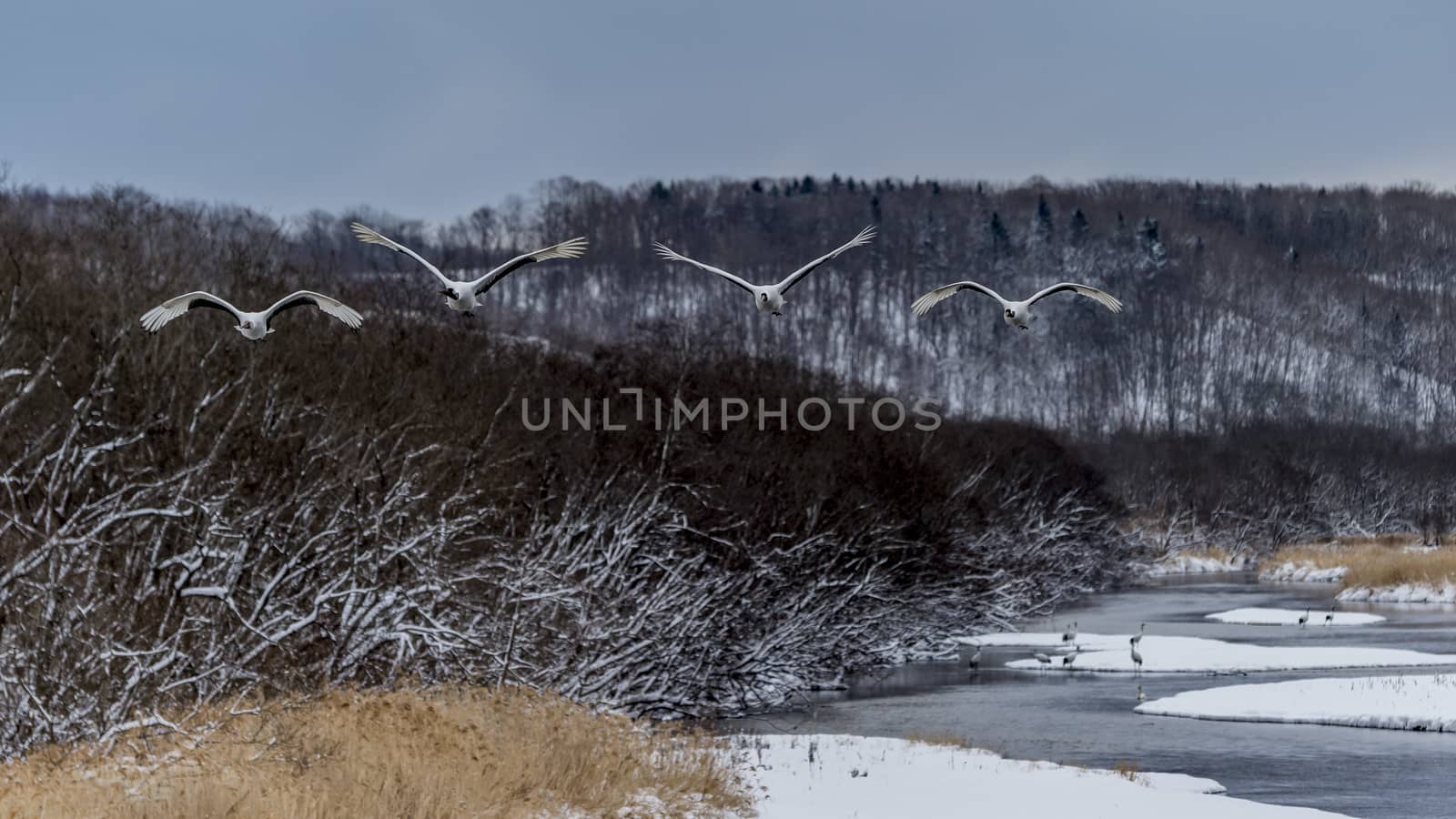 The Red-crowned Crane in Tsurui Ito Tancho Crane Senctuary of Hokkaido, Japan.