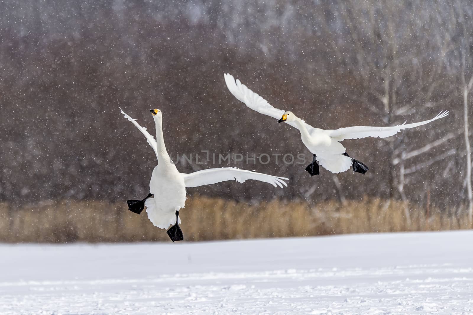 The swan Tsurui Ito by JasonYU