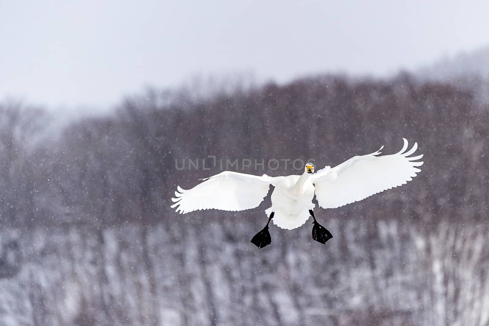 The swan in Tsurui Ito Tancho Crane Senctuary of Hokkaido, Japan.