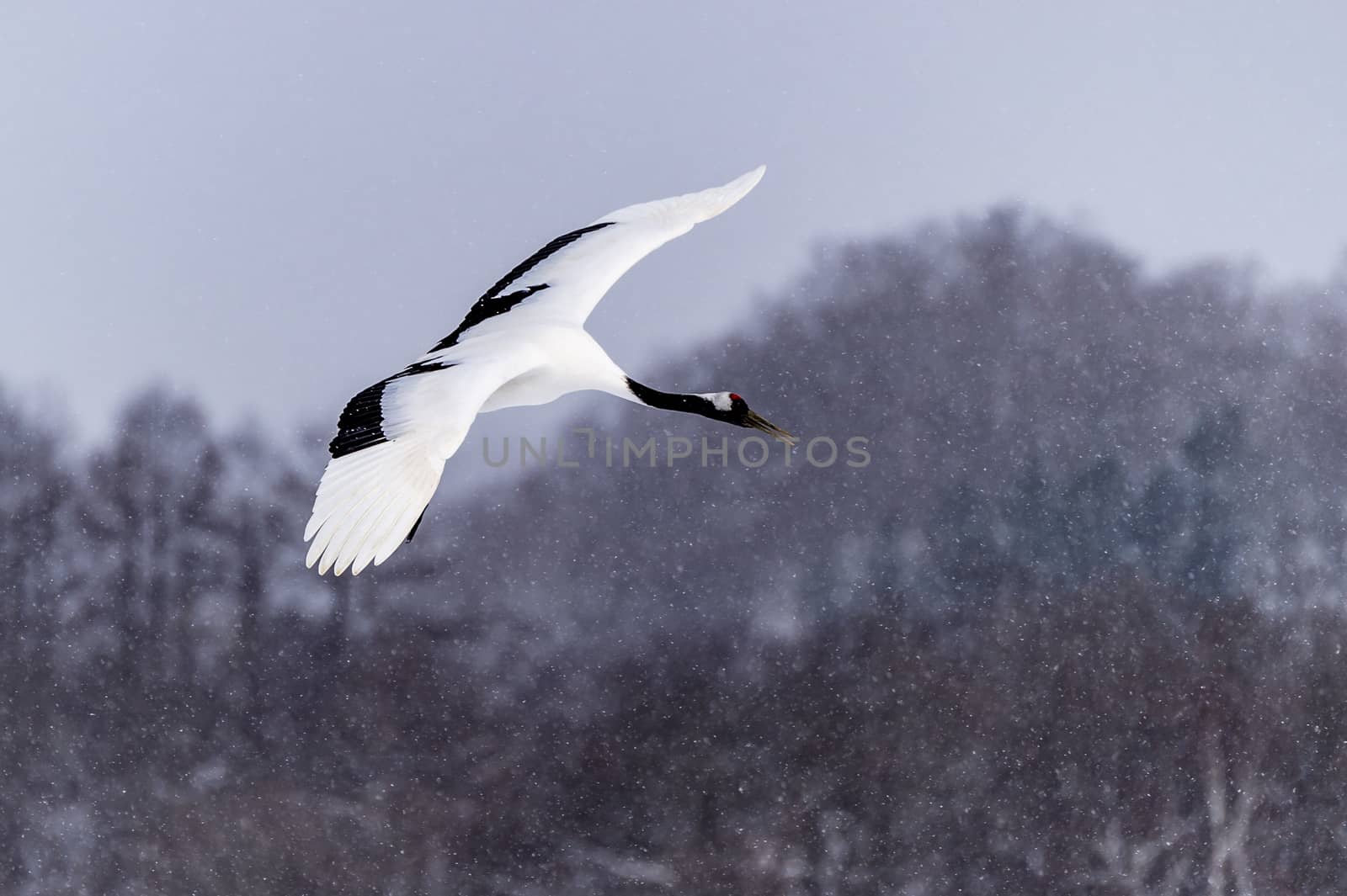 The Red-crowned Crane in Tsurui Ito Tancho Crane Senctuary of Hokkaido, Japan.