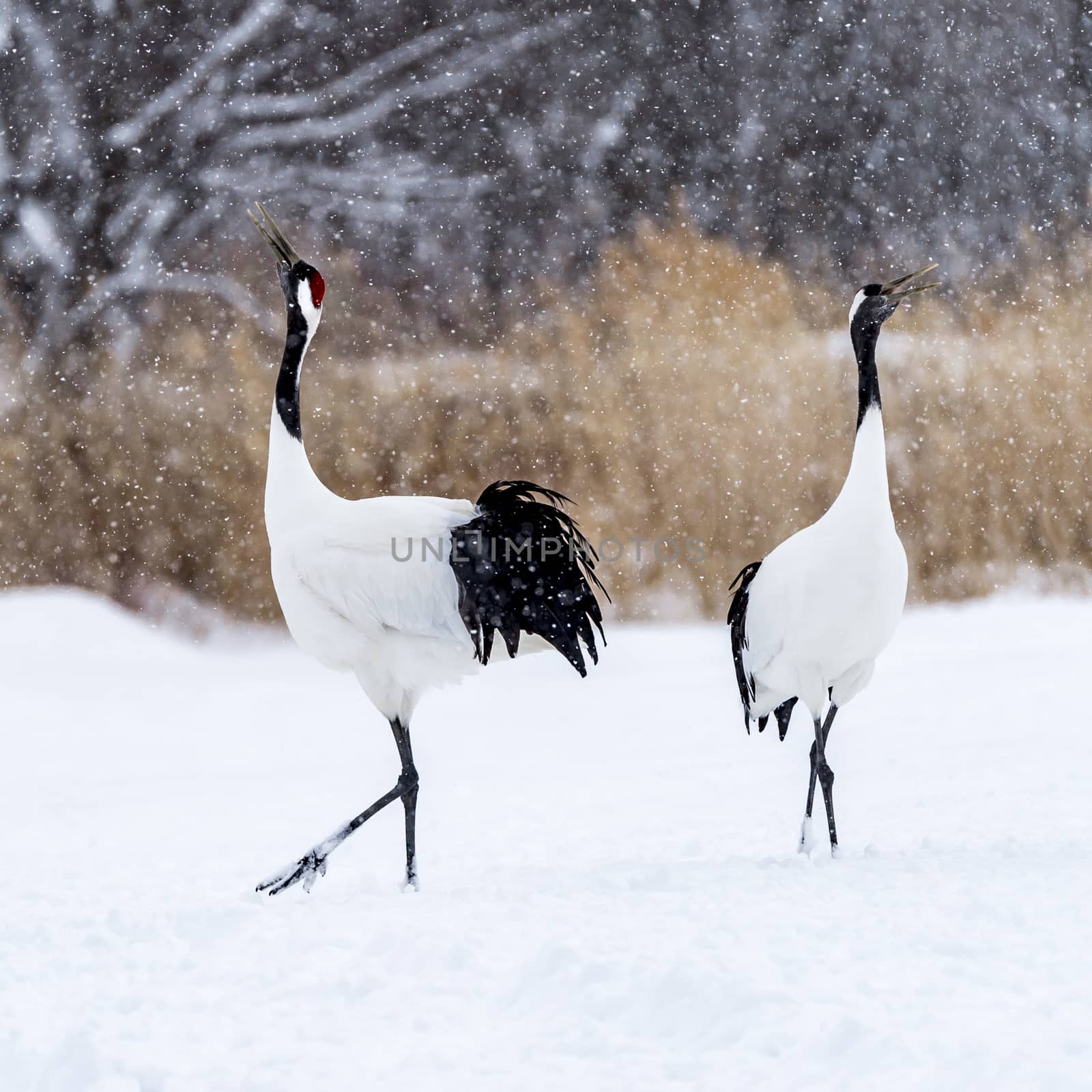 The Red-crowned Crane by JasonYU