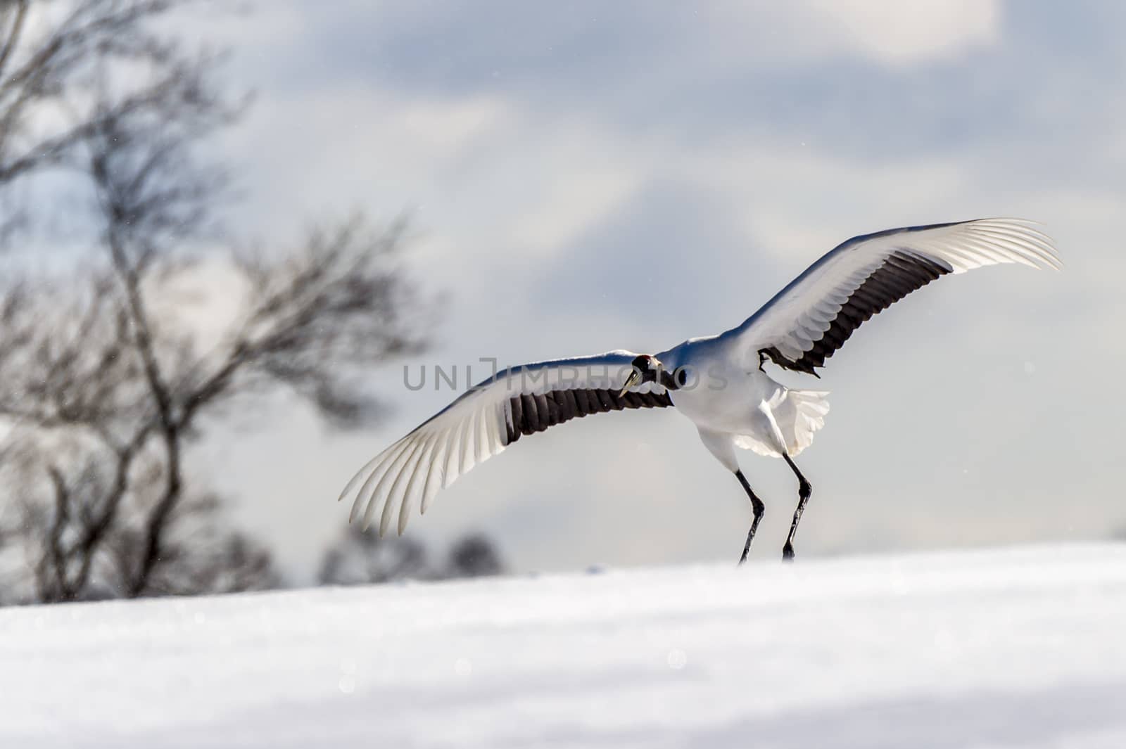 The Red-crowned Crane in Tsurui Ito Tancho Crane Senctuary of Hokkaido, Japan.