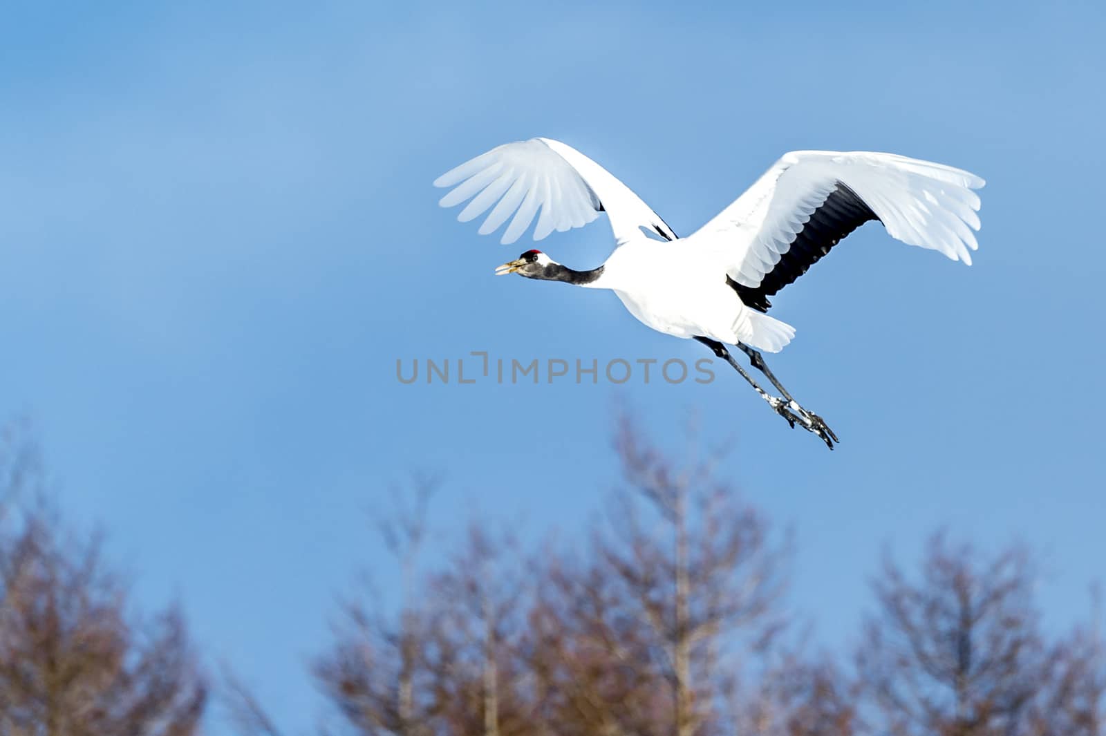 The Red-crowned Crane in Tsurui Ito Tancho Crane Senctuary of Hokkaido, Japan.