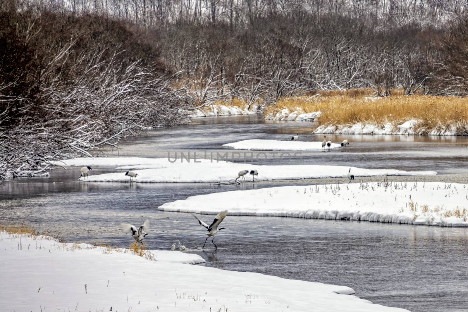 The Red-crowned Crane by JasonYU