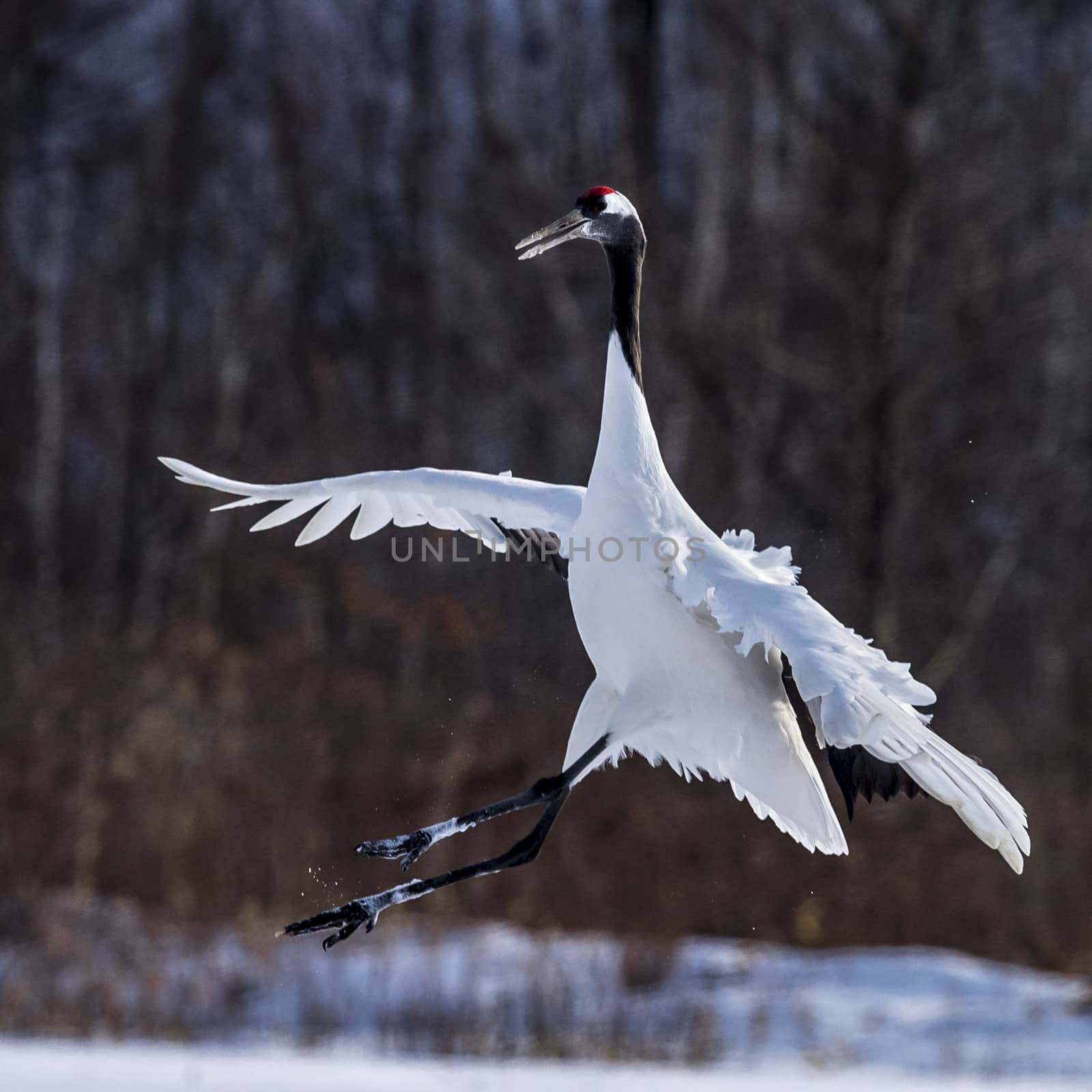 The Red-crowned Crane by JasonYU