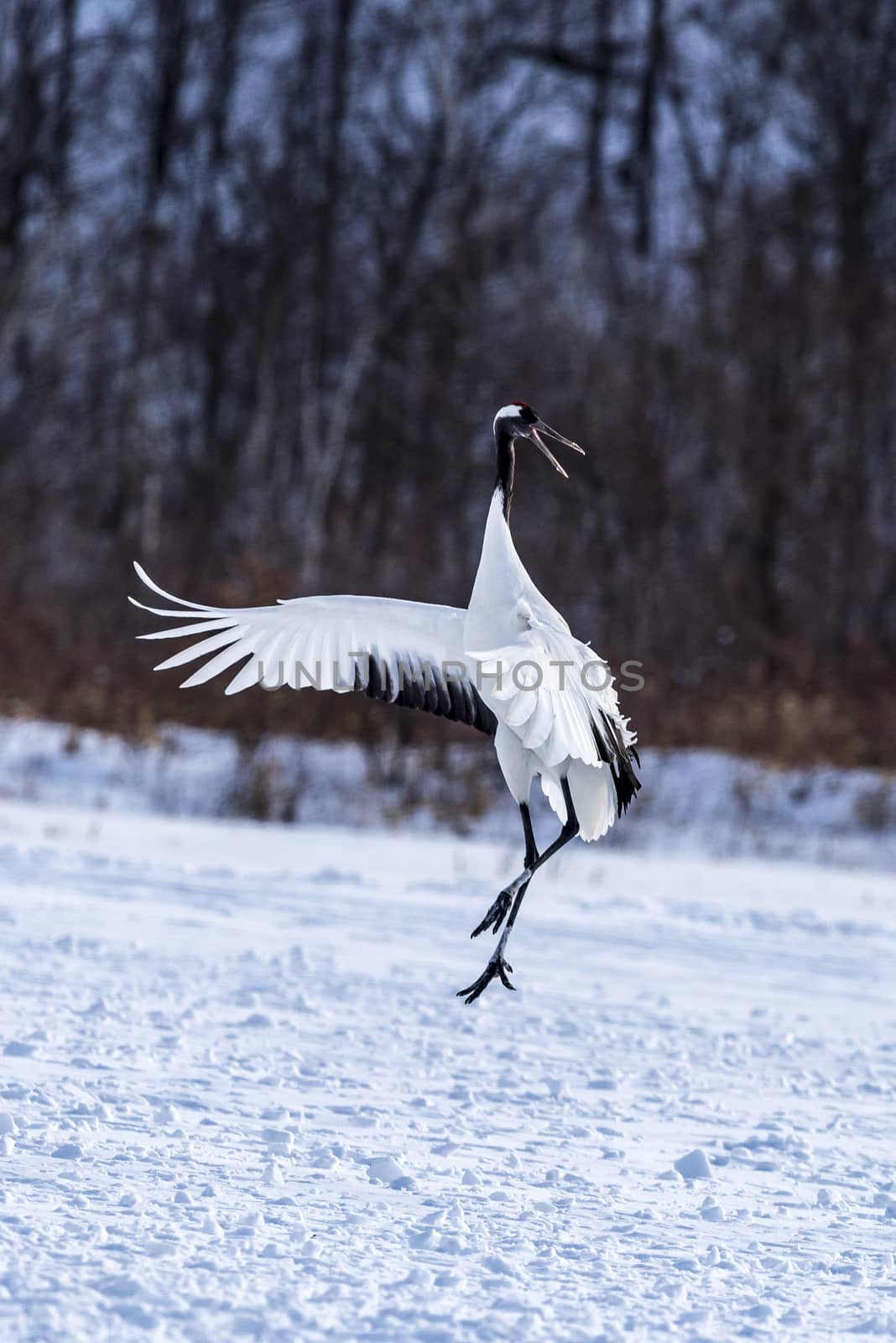 The Red-crowned Crane in Tsurui Ito Tancho Crane Senctuary of Hokkaido, Japan.