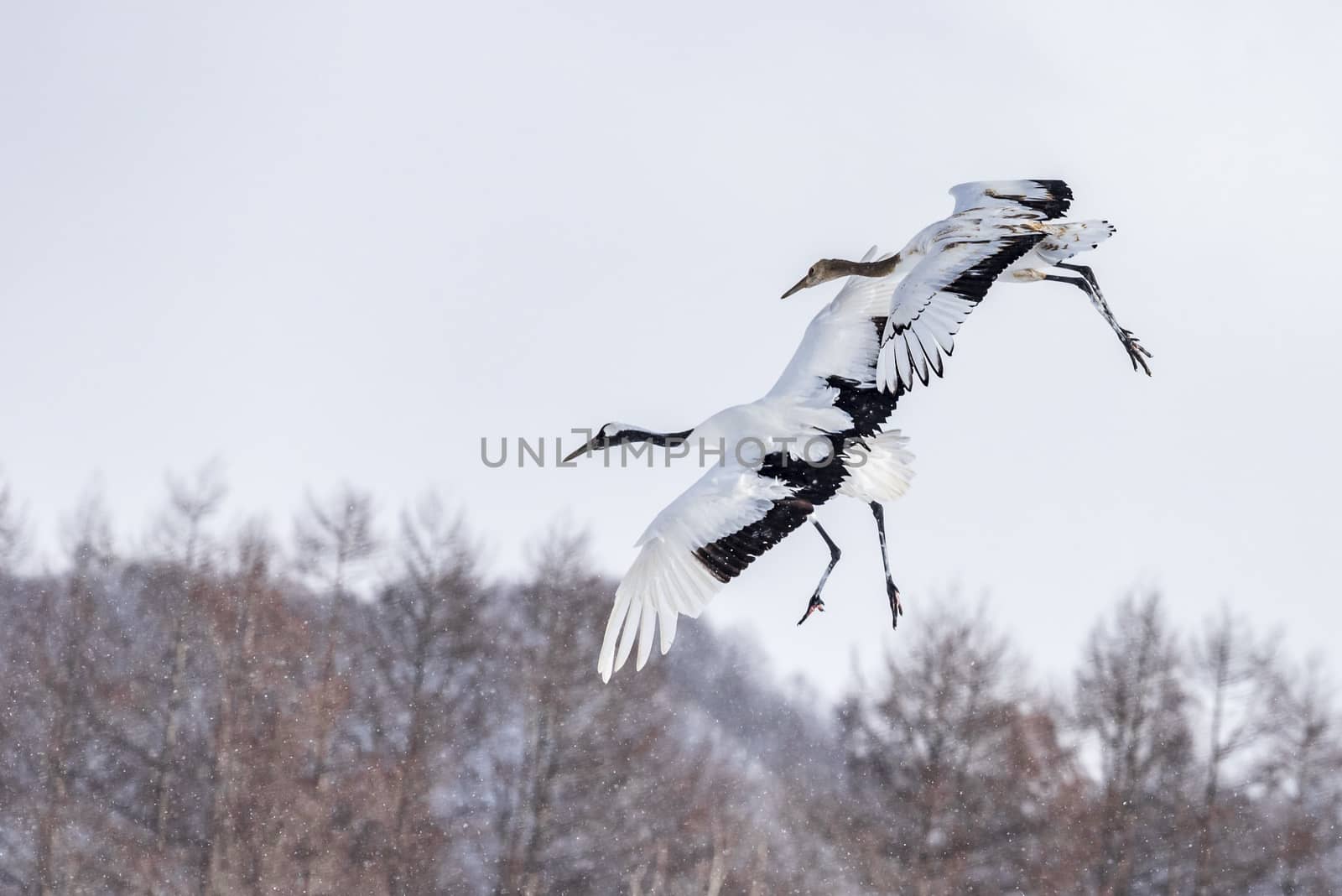 The Red-crowned Crane in Tsurui Ito Tancho Crane Senctuary of Hokkaido, Japan.