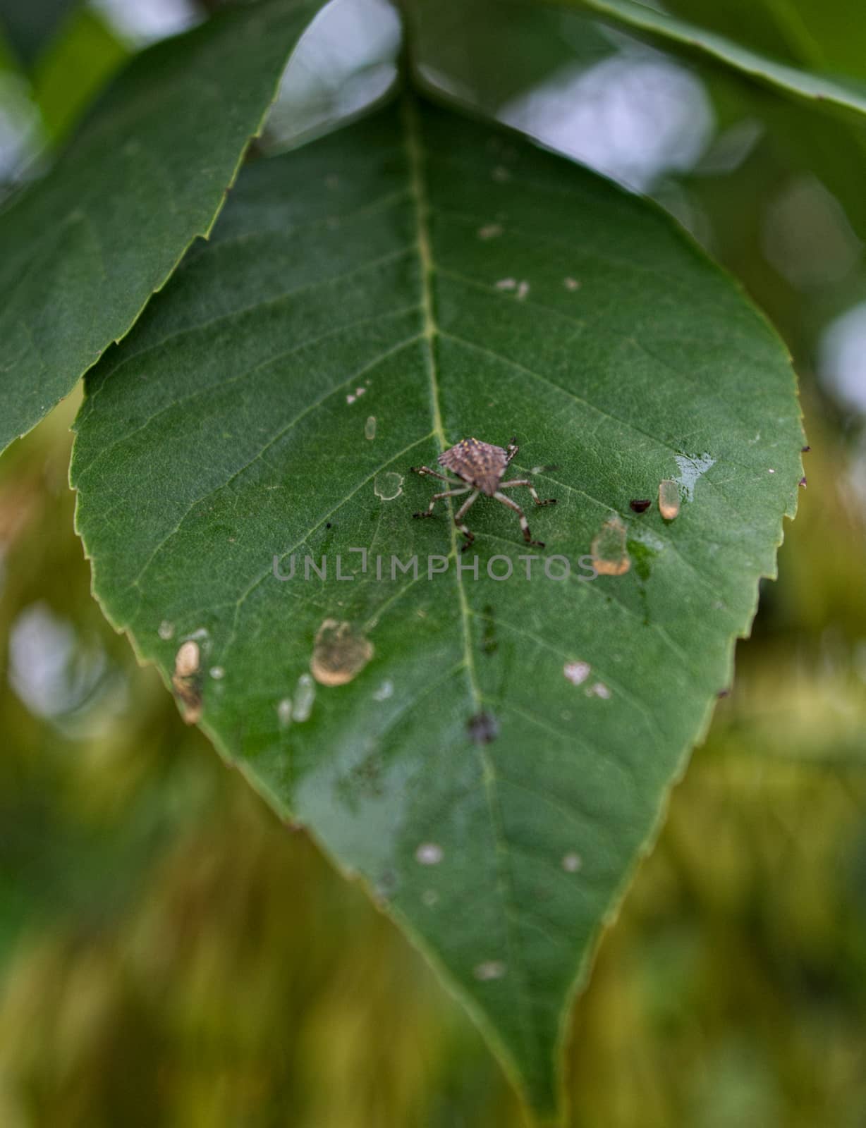 Stink Bug standing on a leaf by sheriffkule