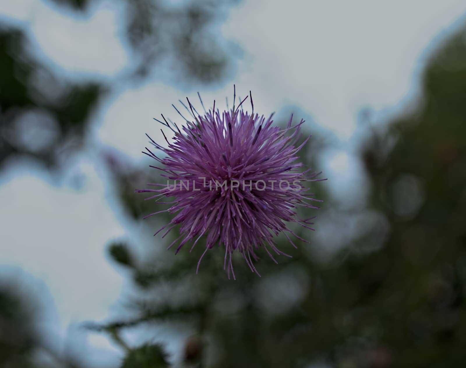 Purple knapweed Flower blooming with sky and tree in background by sheriffkule