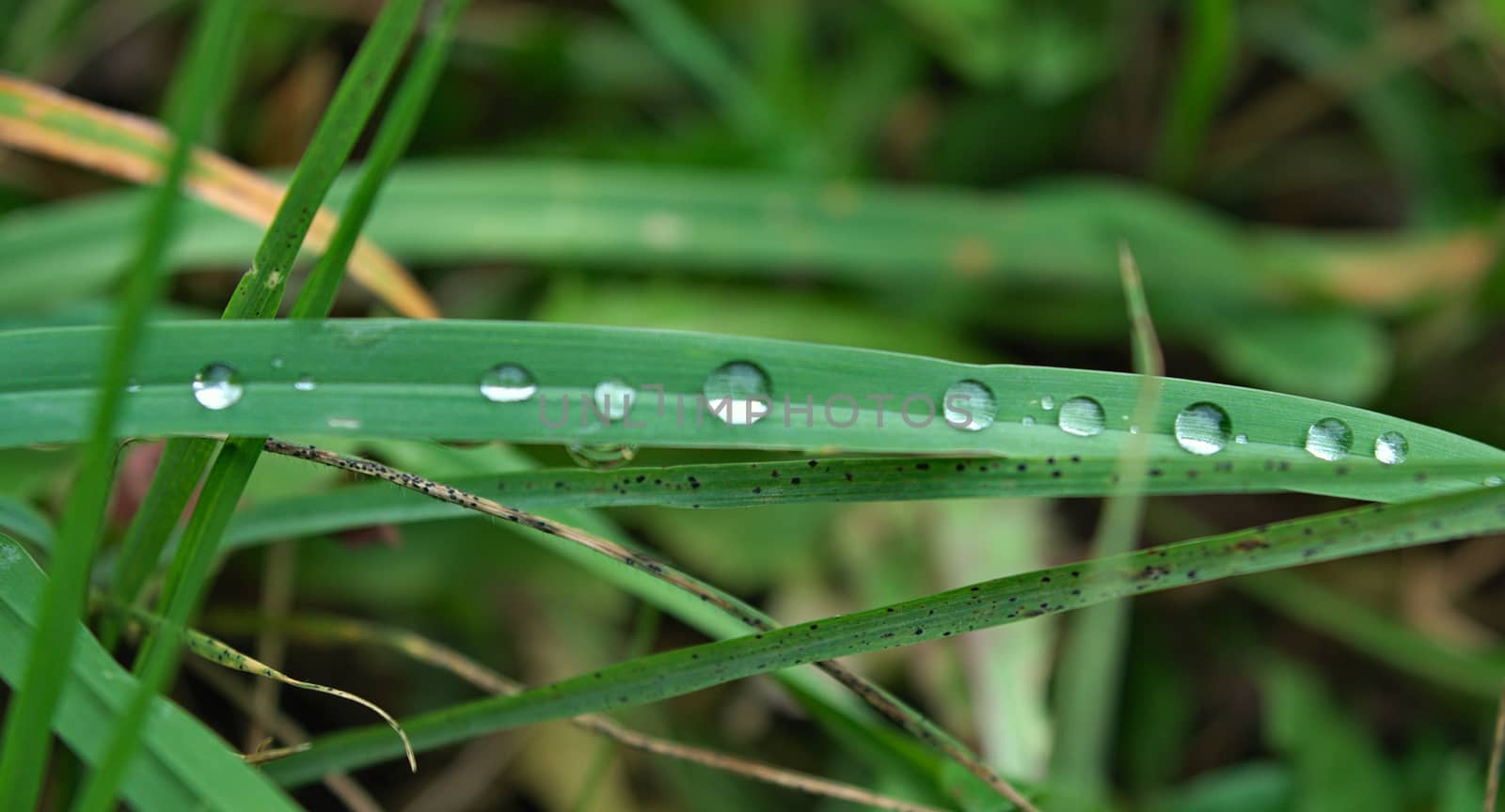 Drops of water on grass leaf, close up