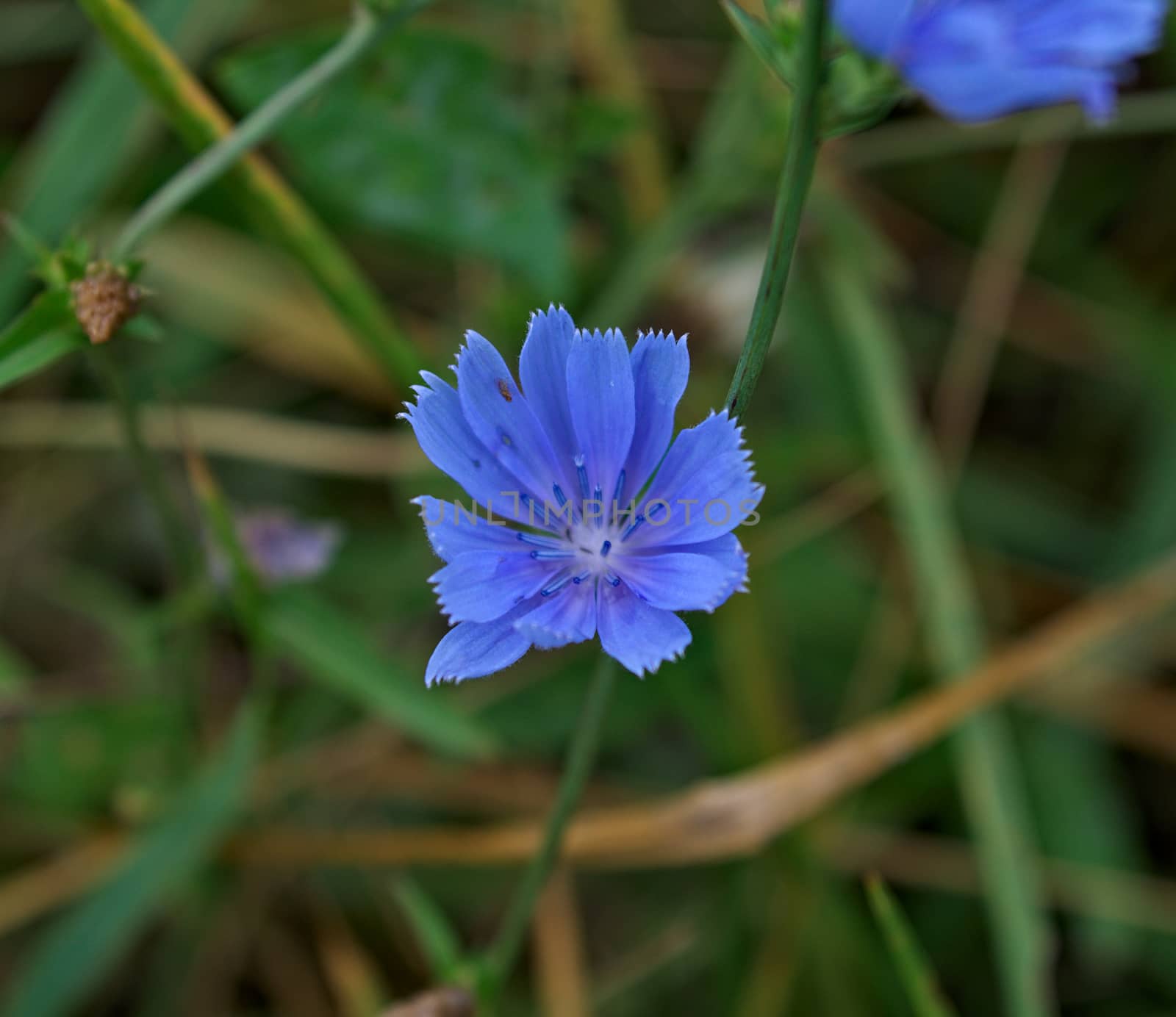 Common chicory blooming with blue flower in meadow by sheriffkule