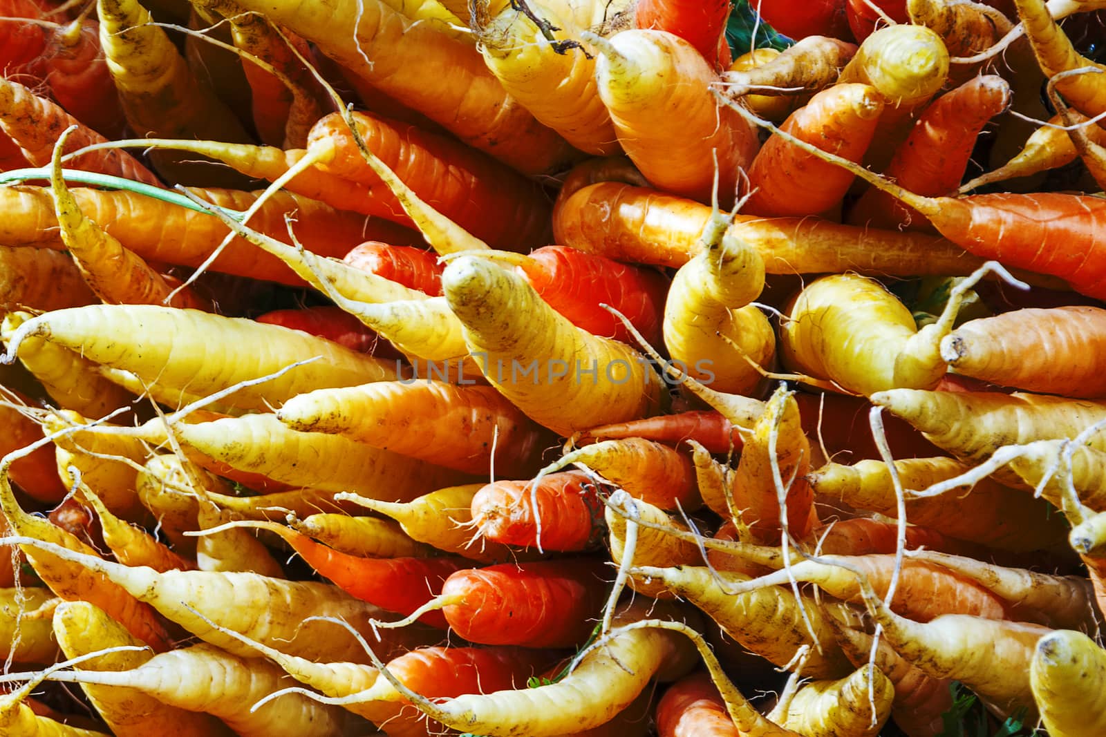 Bunch of organic carrots on a stall of an urban farmer market