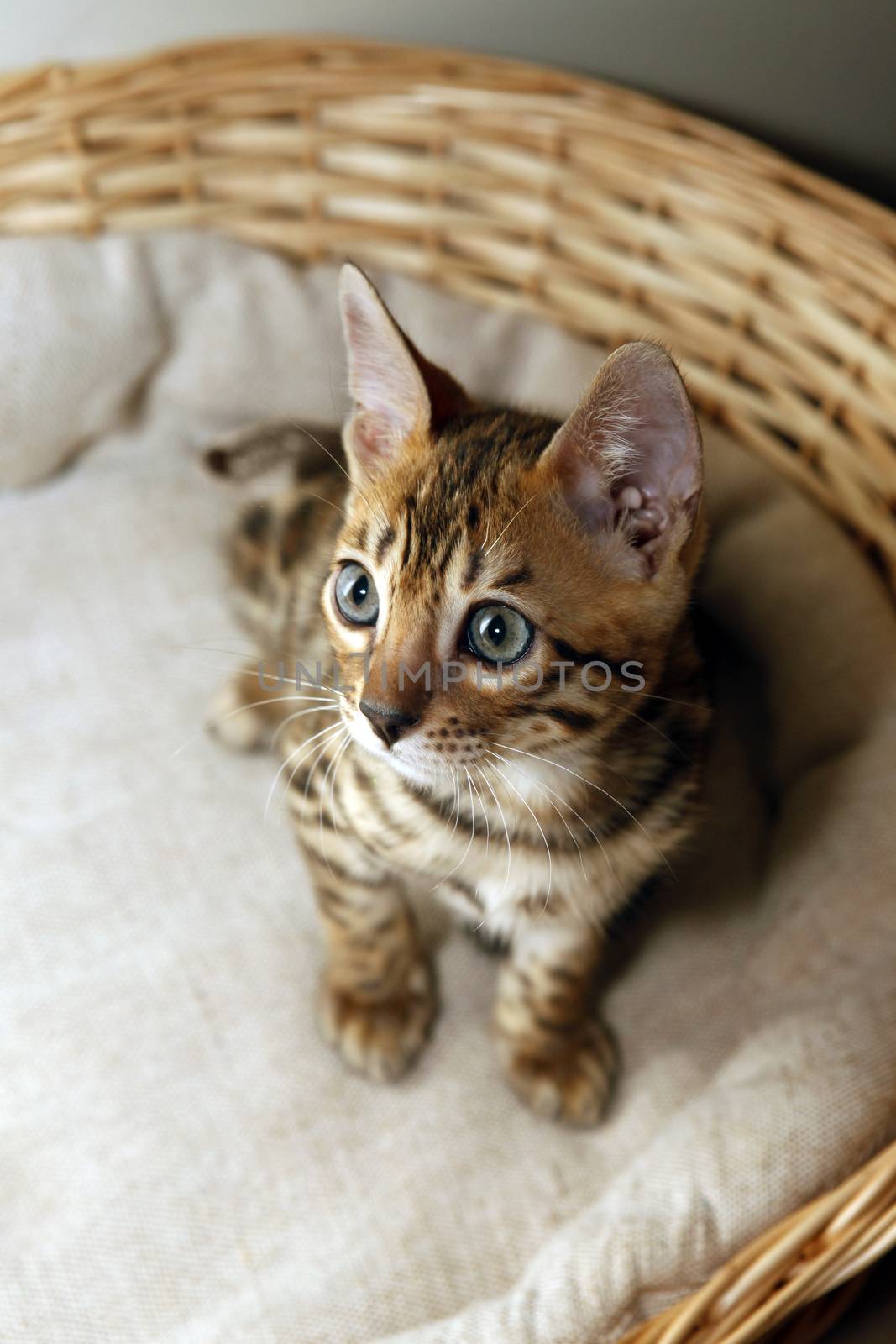 Small bengal kitten in a basket by friday