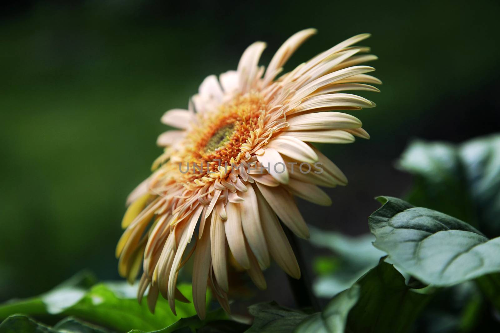 Yellow Gerbera Daisy on Natural Green Background