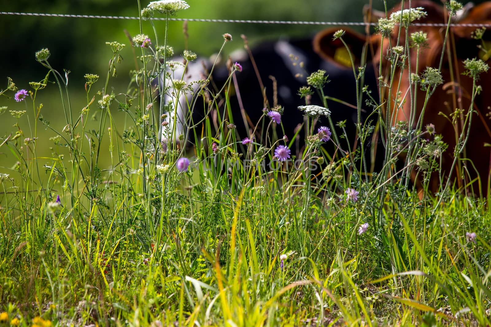 Dairy cows pasture in green meadow in Latvia. Herd of cows grazing in meadow. Cows in meadow in spring time. Cattle grazing in grass, Latvia. 

