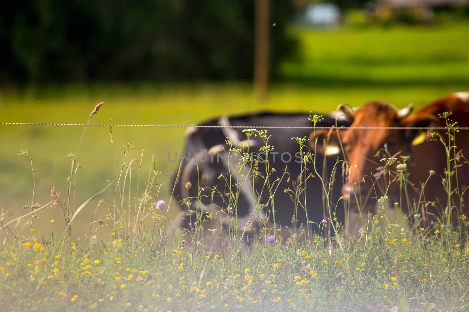 Dairy cows pasture in green meadow in in morning fog. Herd of cows grazing in meadow. Cows in meadow in spring time. Cattle grazing in grass, Latvia. 

