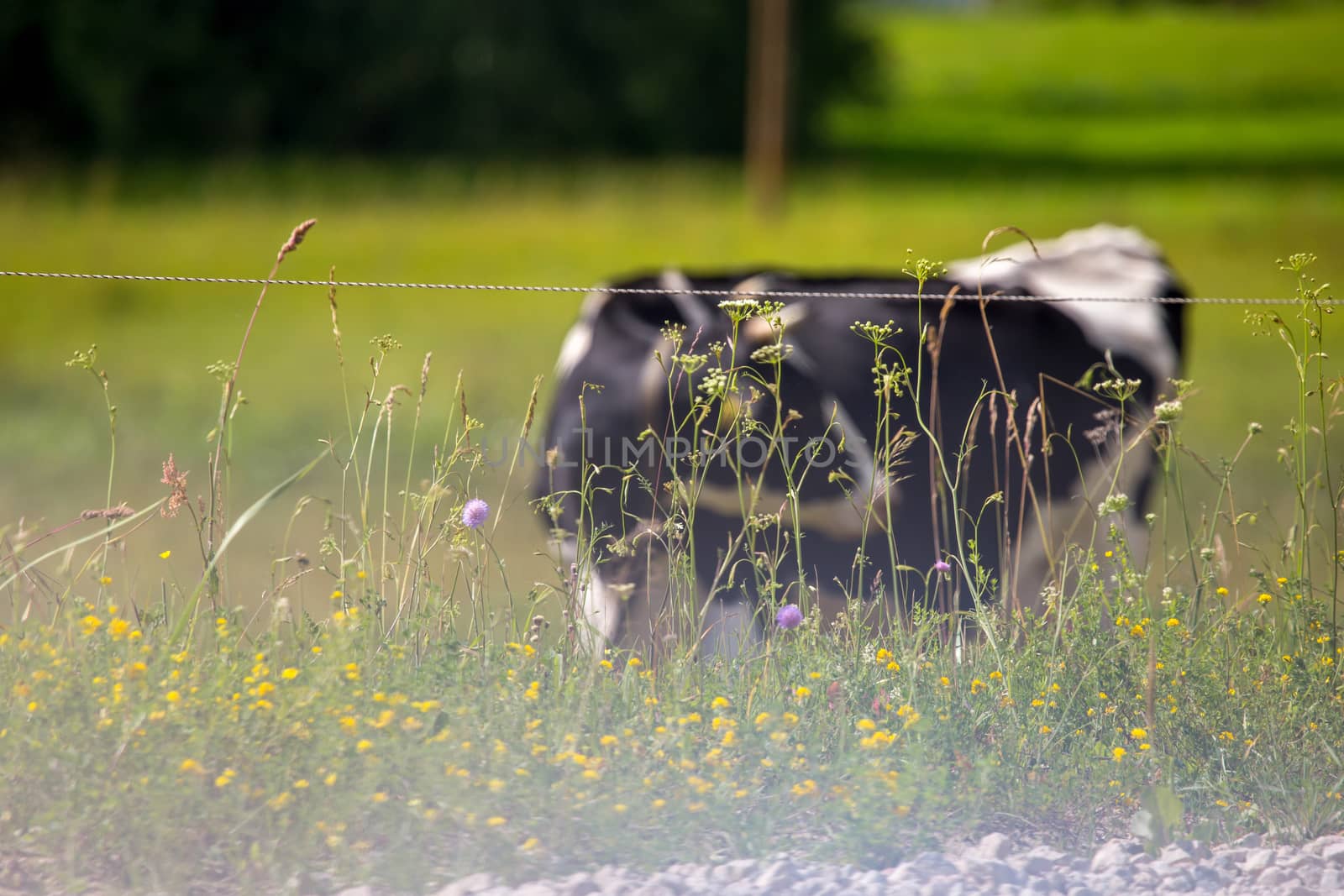 Dairy cow pasture in green meadow in in morning fog. Herd of cows grazing in meadow. Cows in meadow in spring time. Cattle grazing in grass, Latvia. 

