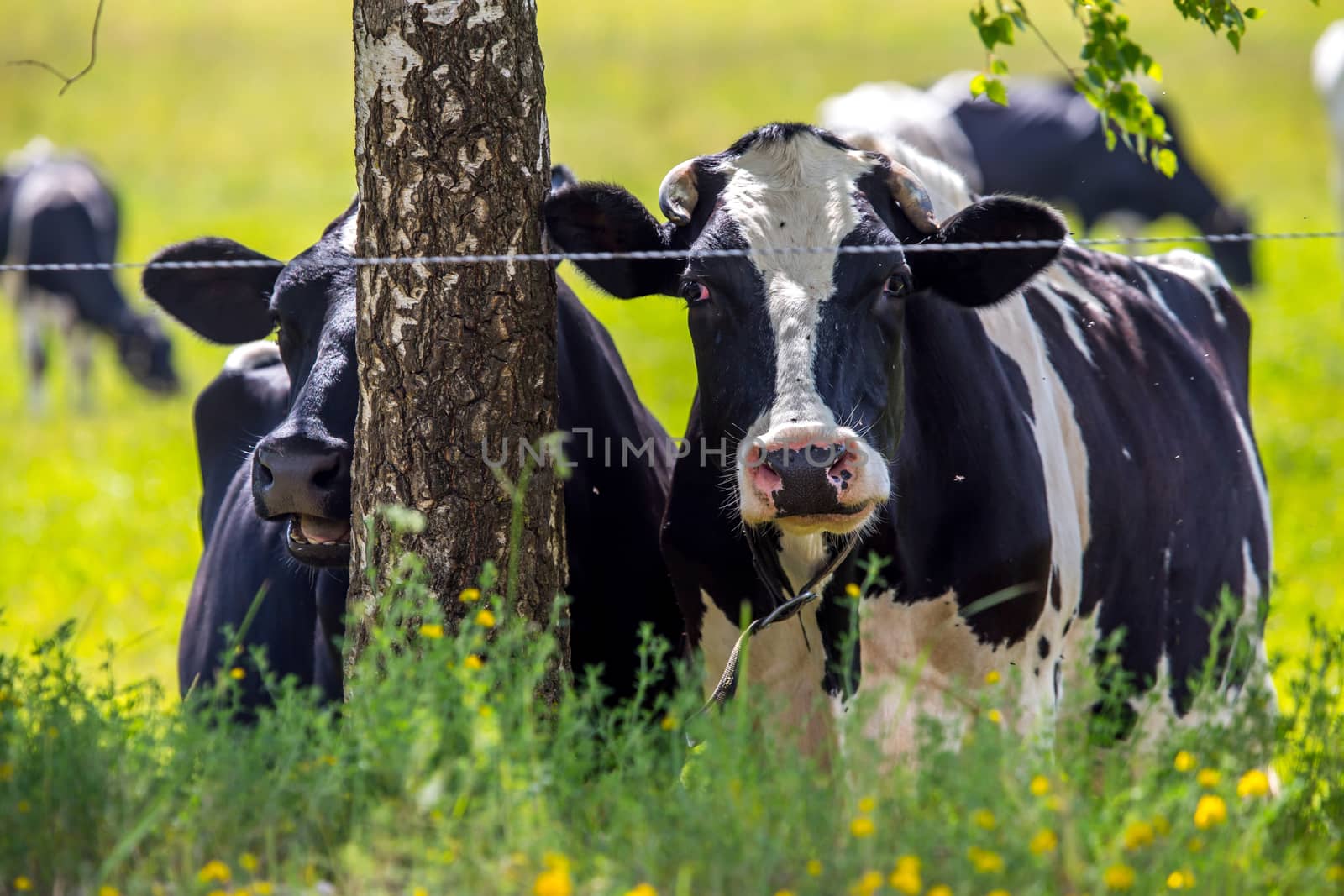 Dairy cows pasture in green meadow in Latvia. Herd of cows grazing in meadow. Cows in meadow in spring time. Cattle grazing in grass, Latvia. 
