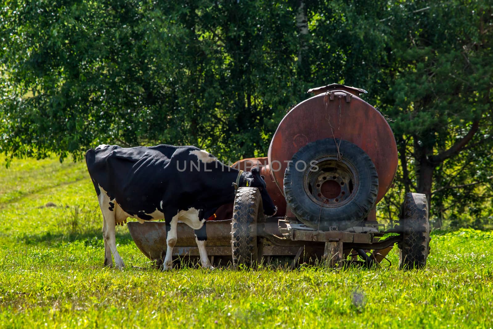 Dairy cow pasture in green meadow in Latvia. Herd of cows grazing in meadow. Cows in meadow in spring time. Cattle grazing in grass, Latvia. 

