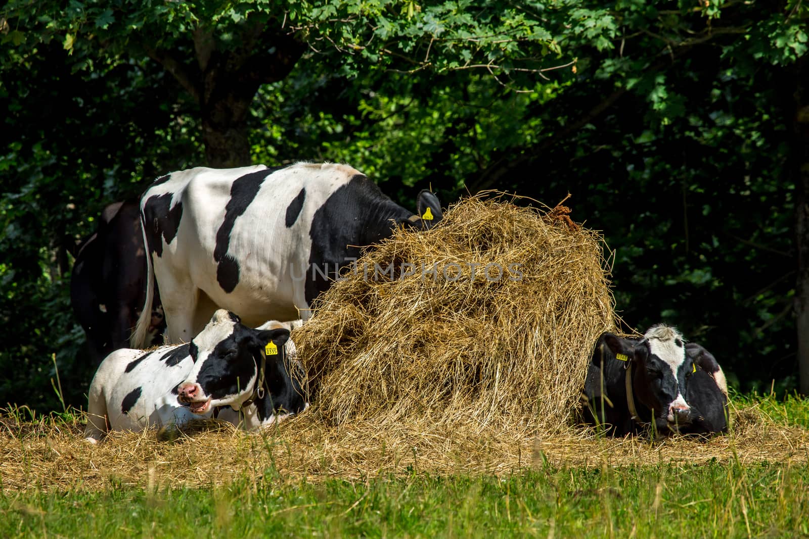 Cows resting in stack of hay. Dairy cow pasture in green meadow in Latvia. Herd of cows grazing in meadow. Cows in meadow in spring time. Cattle grazing in grass, Latvia. 
