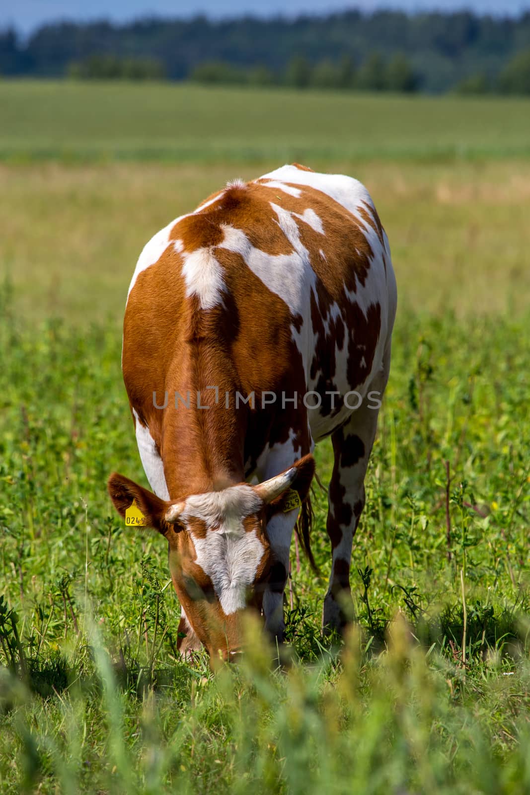 Dairy cow pasture in green meadow in Latvia. Herd of cows grazing in meadow. Cows in meadow in spring time. Cattle grazing in grass, Latvia. 

