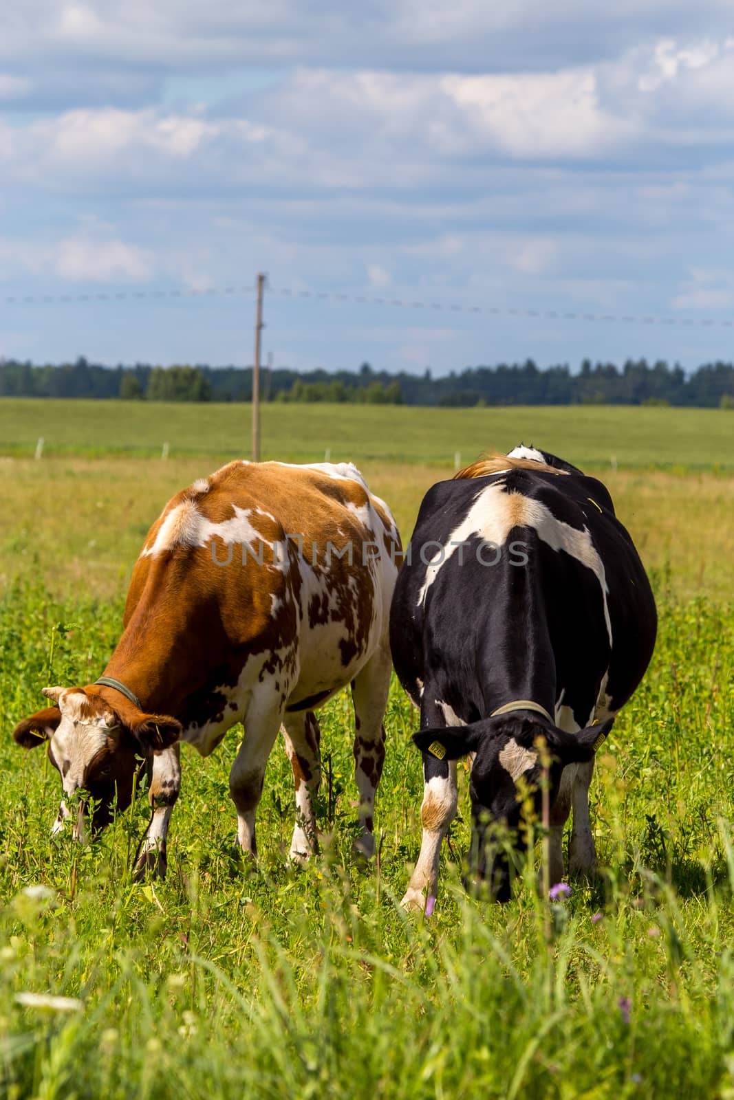 Dairy cows pasture in green meadow in Latvia. Herd of cows grazing in meadow. Cows in meadow in spring time. Cattle grazing in grass, Latvia. 
